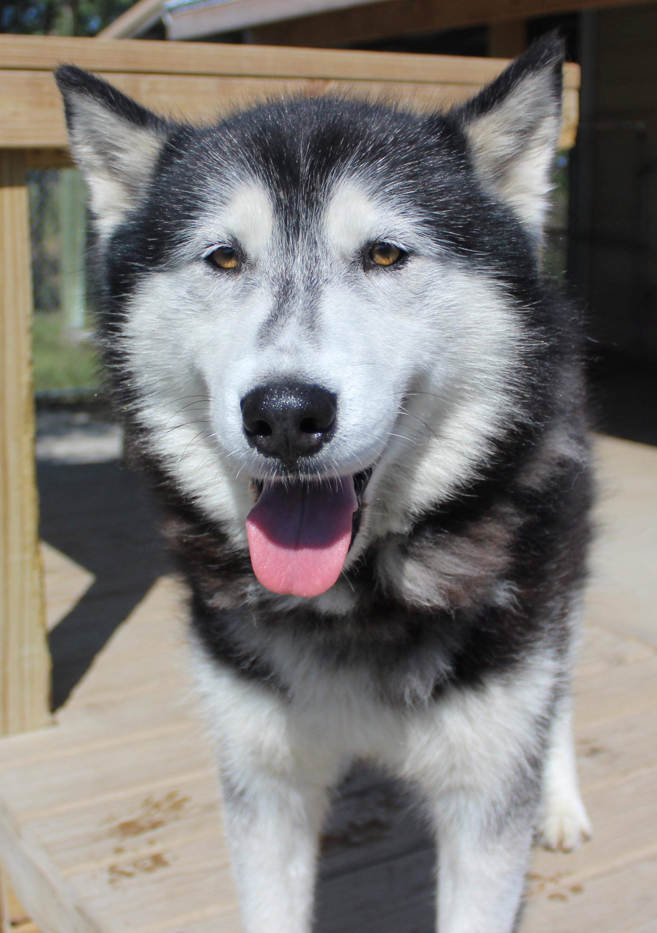 Enlarge Dante, a Adoptable mixed breed in Huron, SD image 5/5