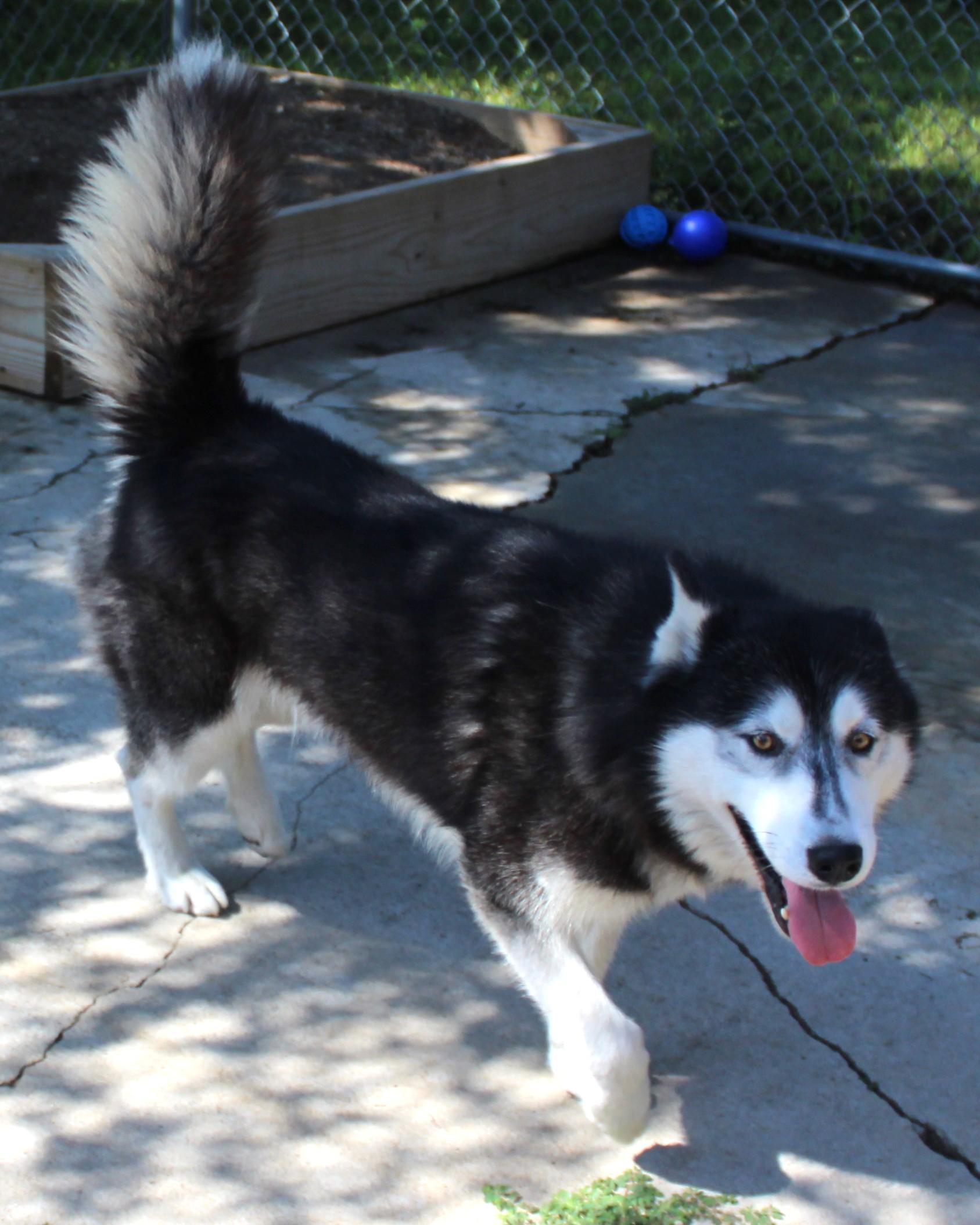 Enlarge Dante, a Adoptable mixed breed in Huron, SD image 2/5
