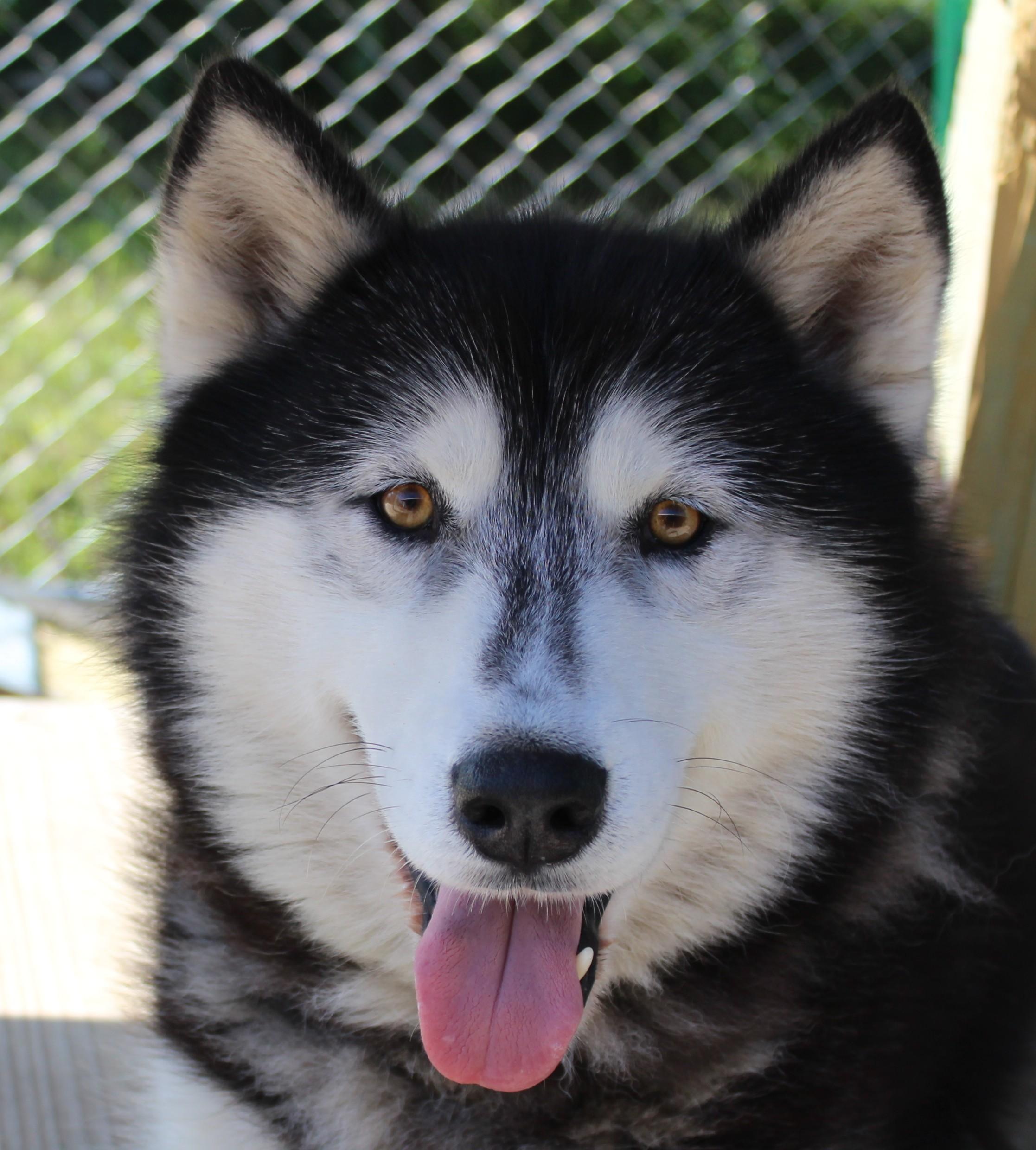 Dante, Adoptable, Adult Male Husky & Alaskan Malamute.