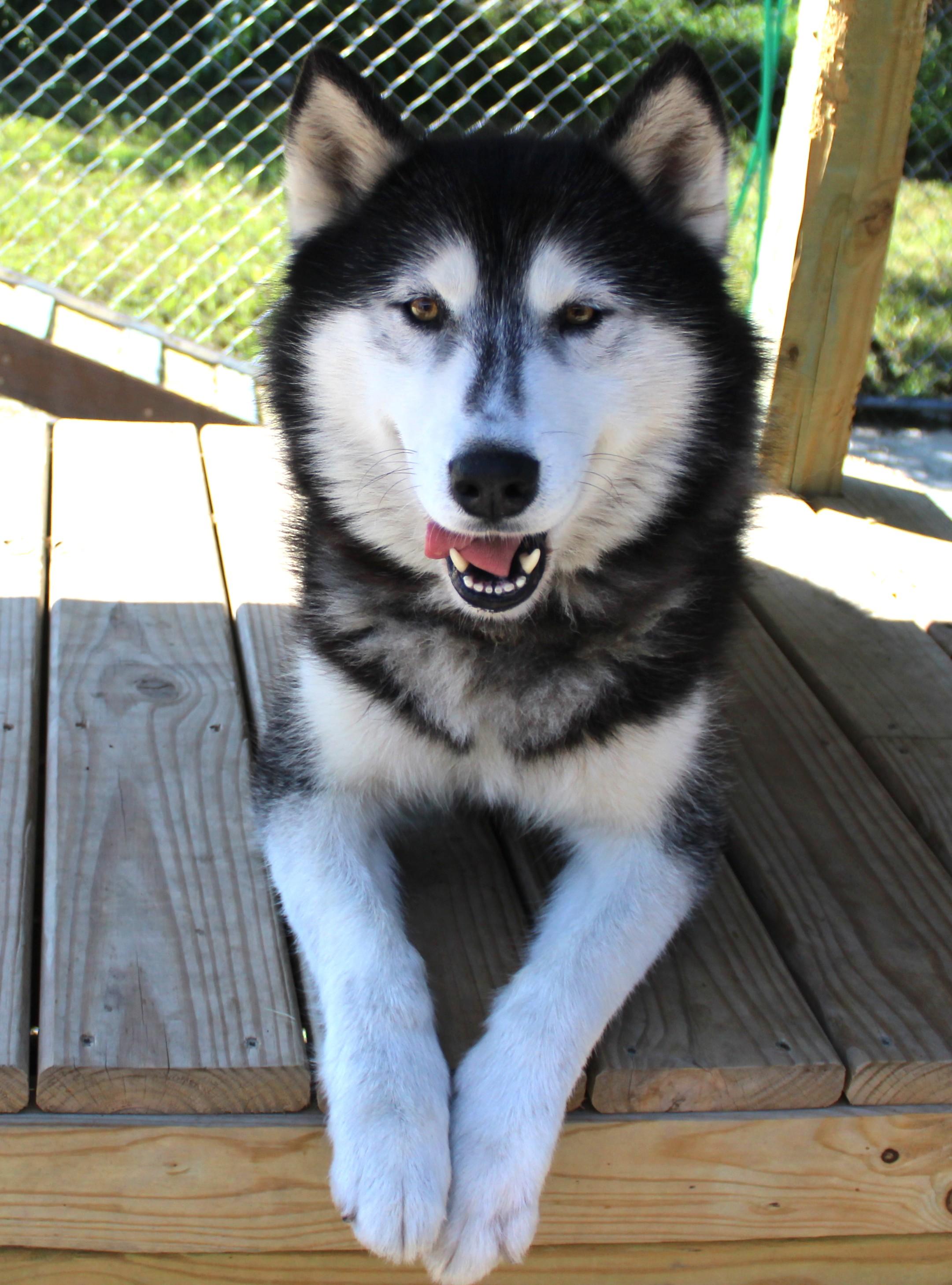 Enlarge Dante, a Adoptable mixed breed in Huron, SD image 3/5