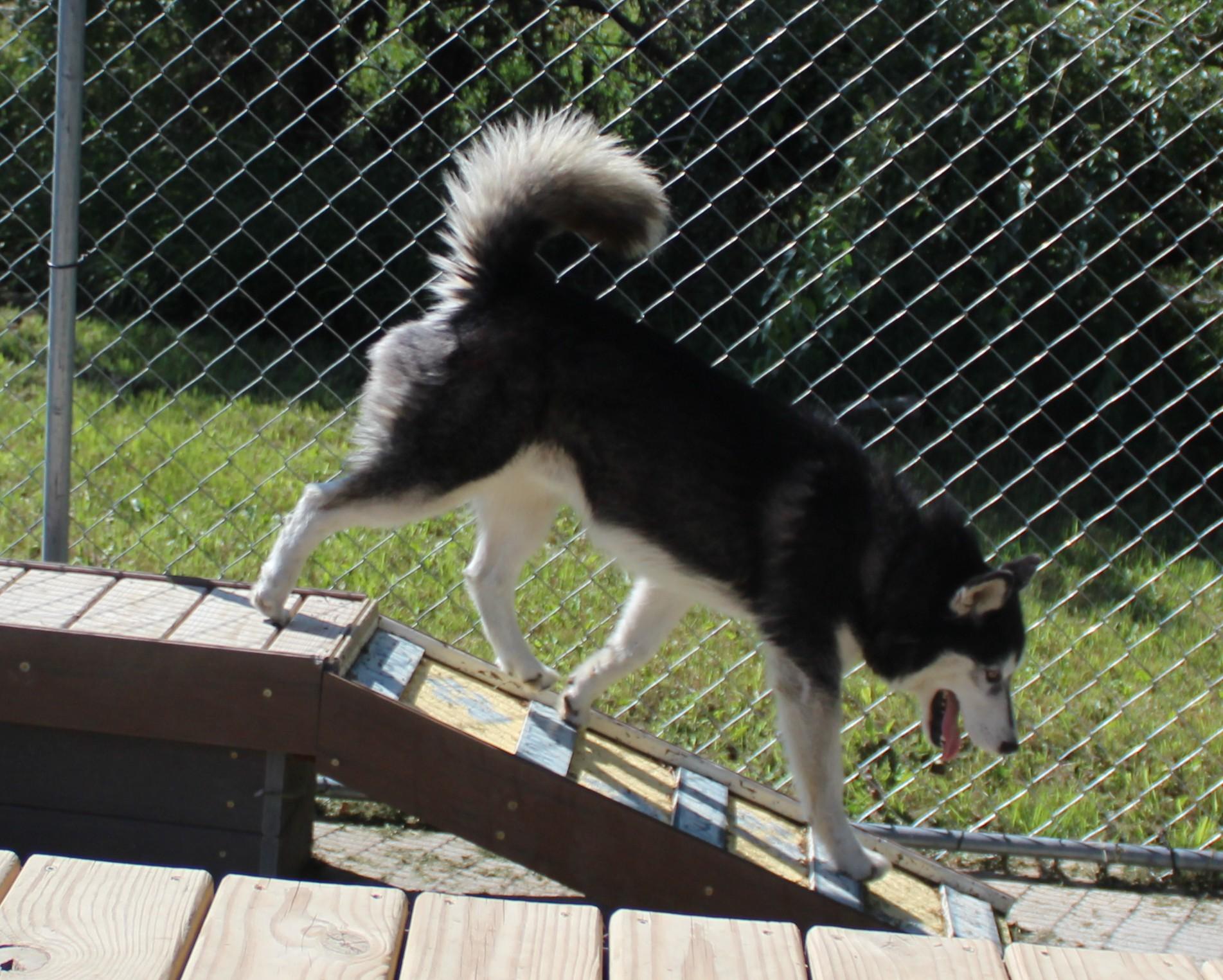 Enlarge Dante, a Adoptable mixed breed in Huron, SD image 4/5
