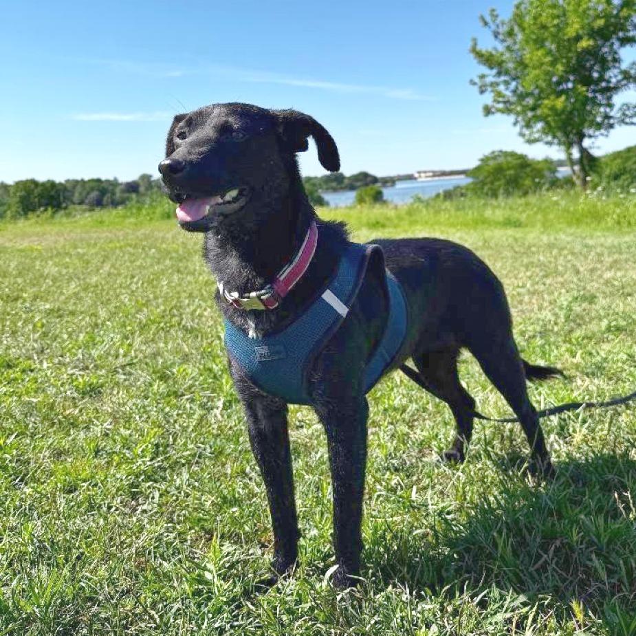 Enlarge Cara, a Adoptable mixed breed in Flower Mound, TX image 2/5