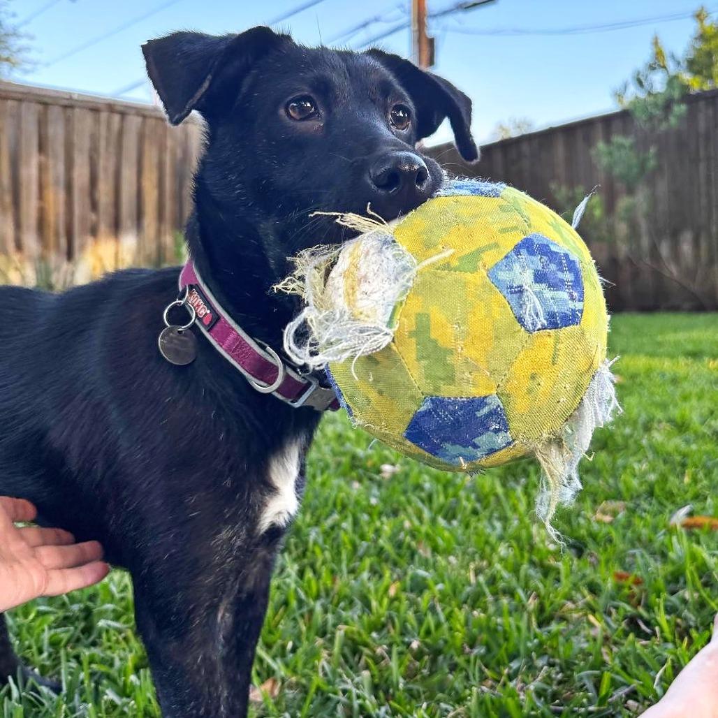 Enlarge Cara, a Adoptable mixed breed in Flower Mound, TX image 3/5