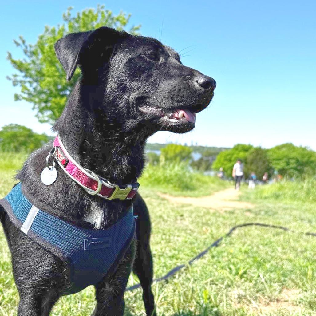 Enlarge Cara, a Adoptable mixed breed in Flower Mound, TX image 4/5