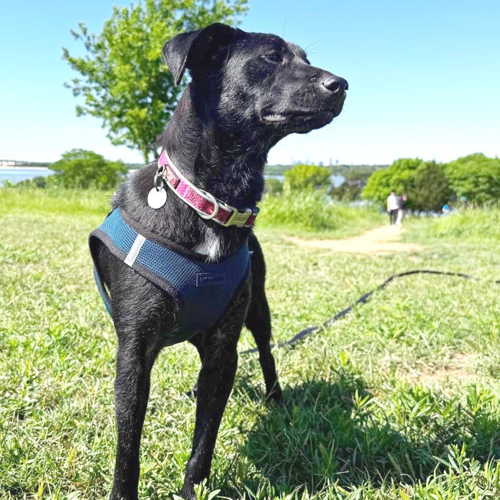 Enlarge Cara, a Adoptable mixed breed in Flower Mound, TX image 5/5