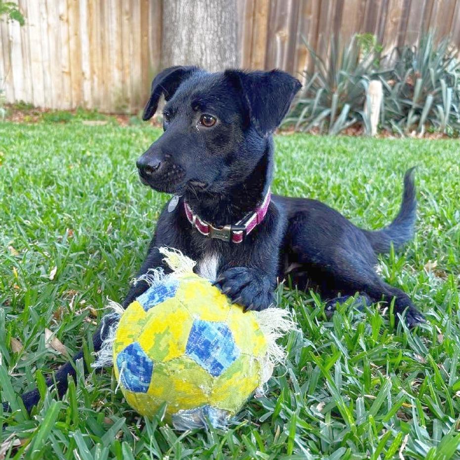 Enlarge Cara, a Adoptable mixed breed in Flower Mound, TX image 1/5