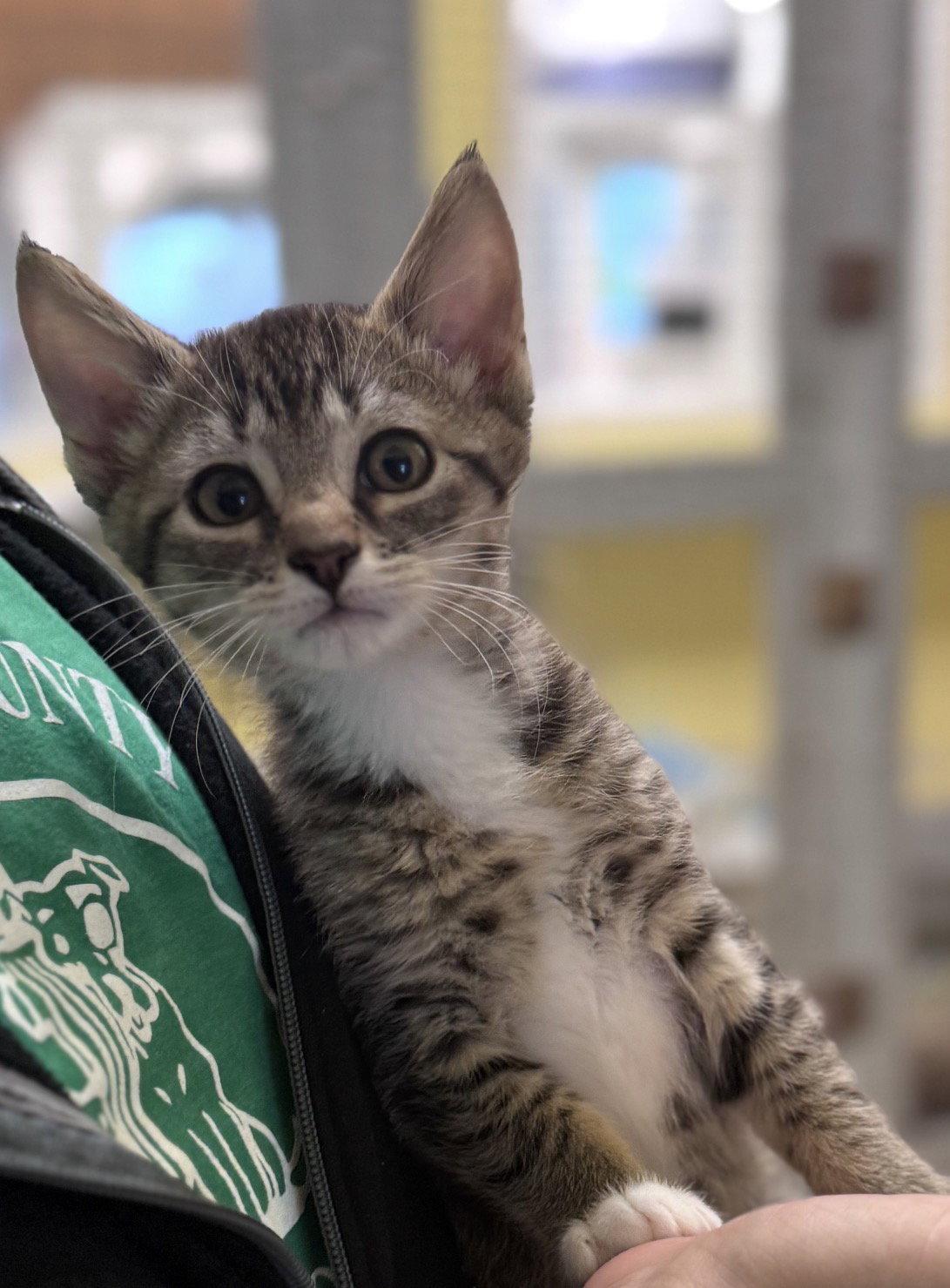 Mick, Adopted, Kitten Male Domestic Short Hair.