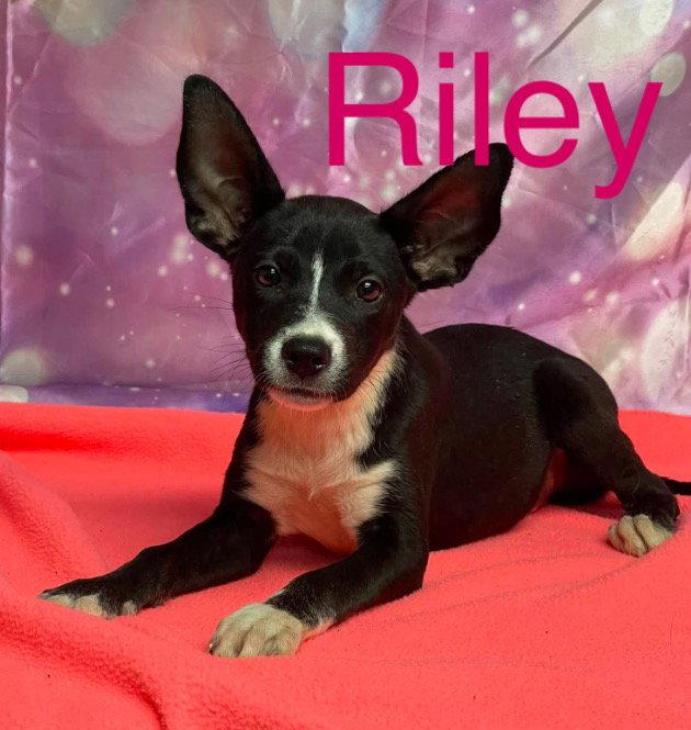 Riley, ADOPTABLE, Puppy • Female, Australian Kelpie.