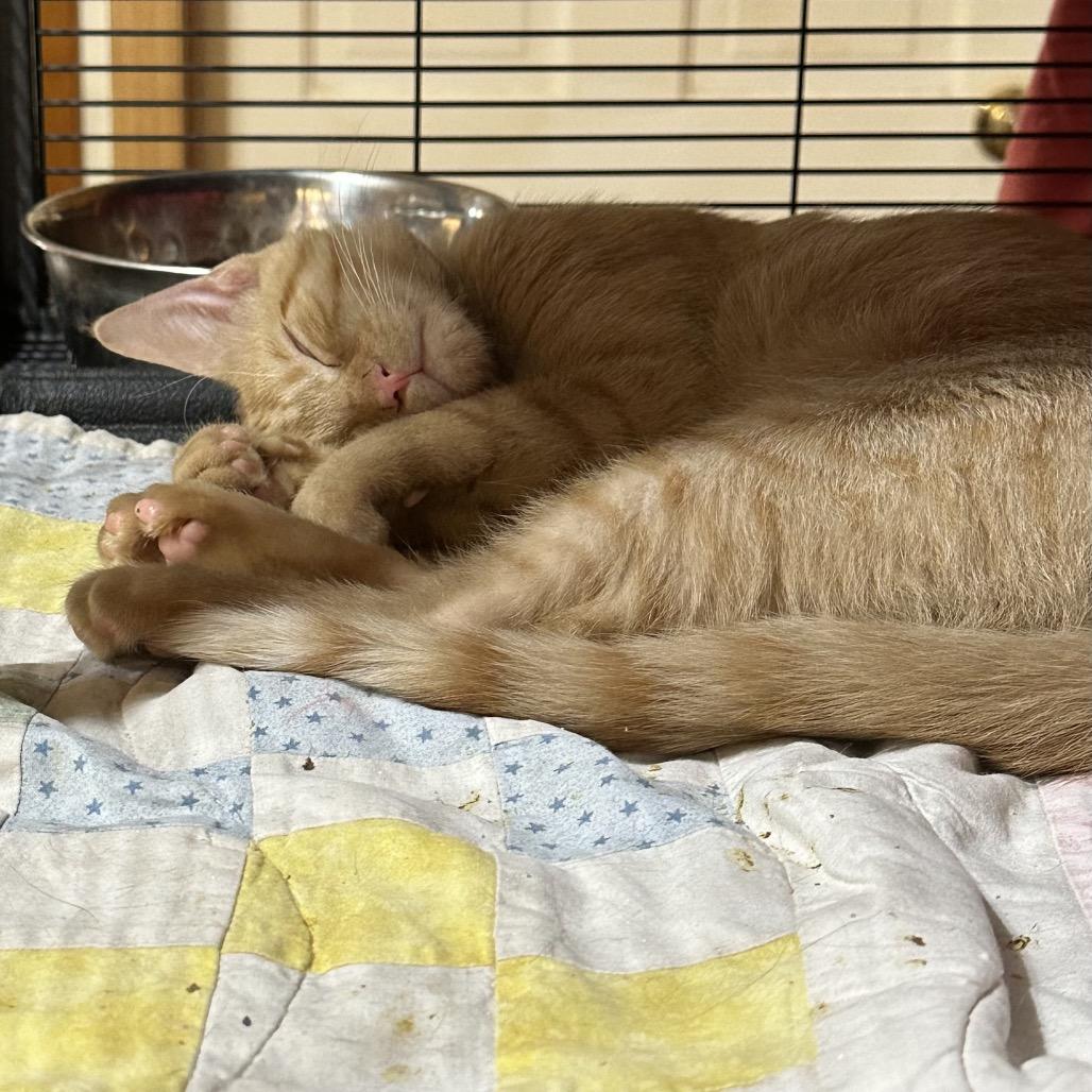 Sunny, Adoptable, Kitten Male Domestic Short Hair.