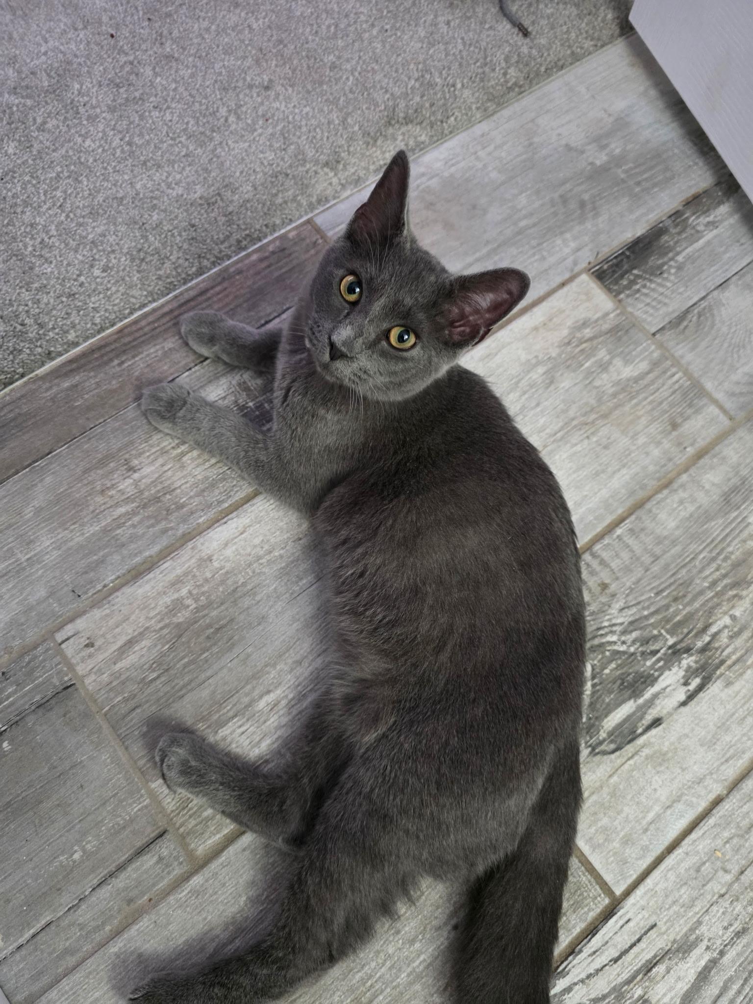 Enlarge Cloud, an adopted Russian Blue in largo, FL image 1/2