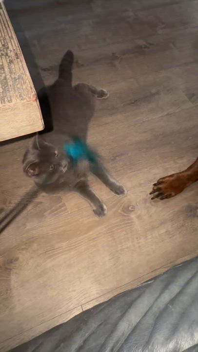Enlarge Cloud, an adopted Russian Blue in largo, FL video 2/2
