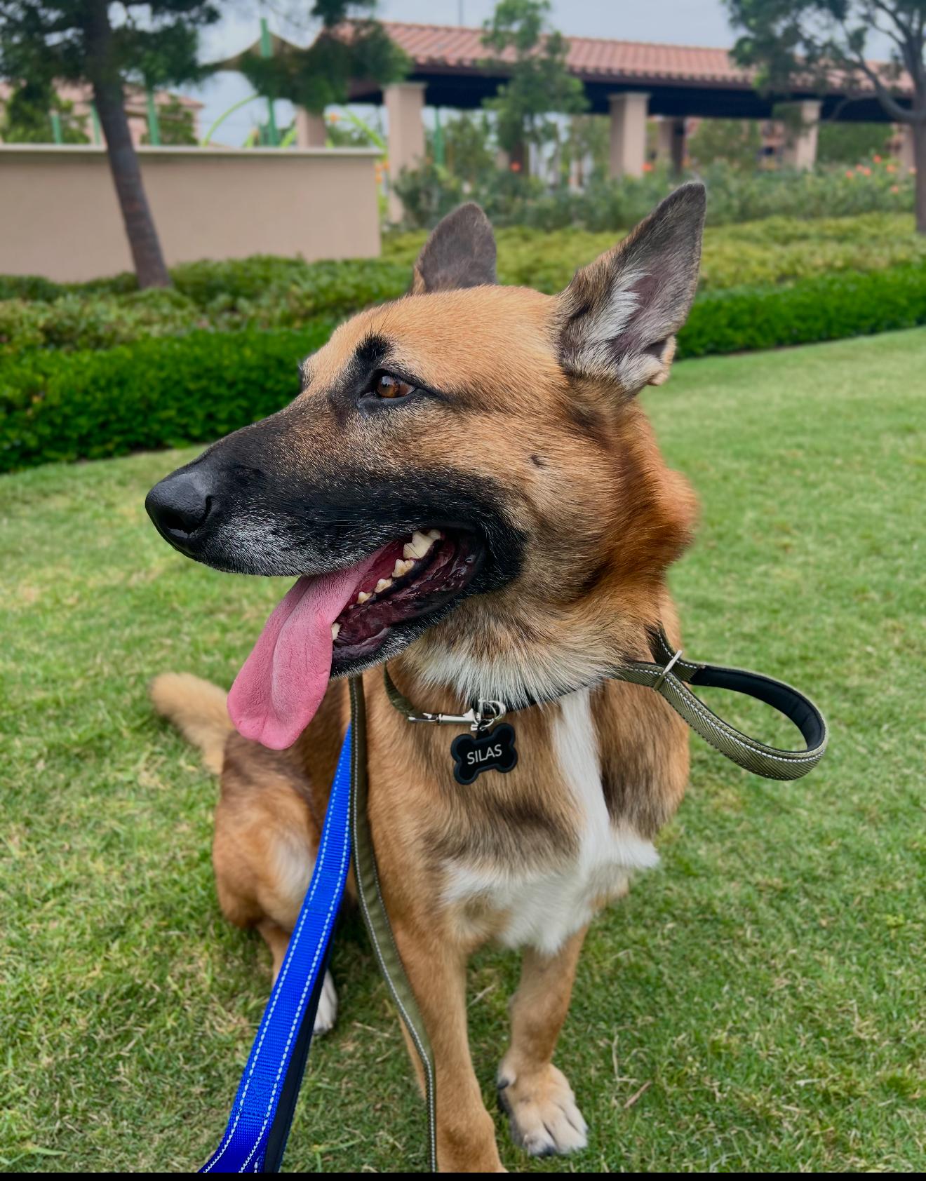 Enlarge Silas, a Adoptable German Shepherd Dog in Olympia, WA image 4/6