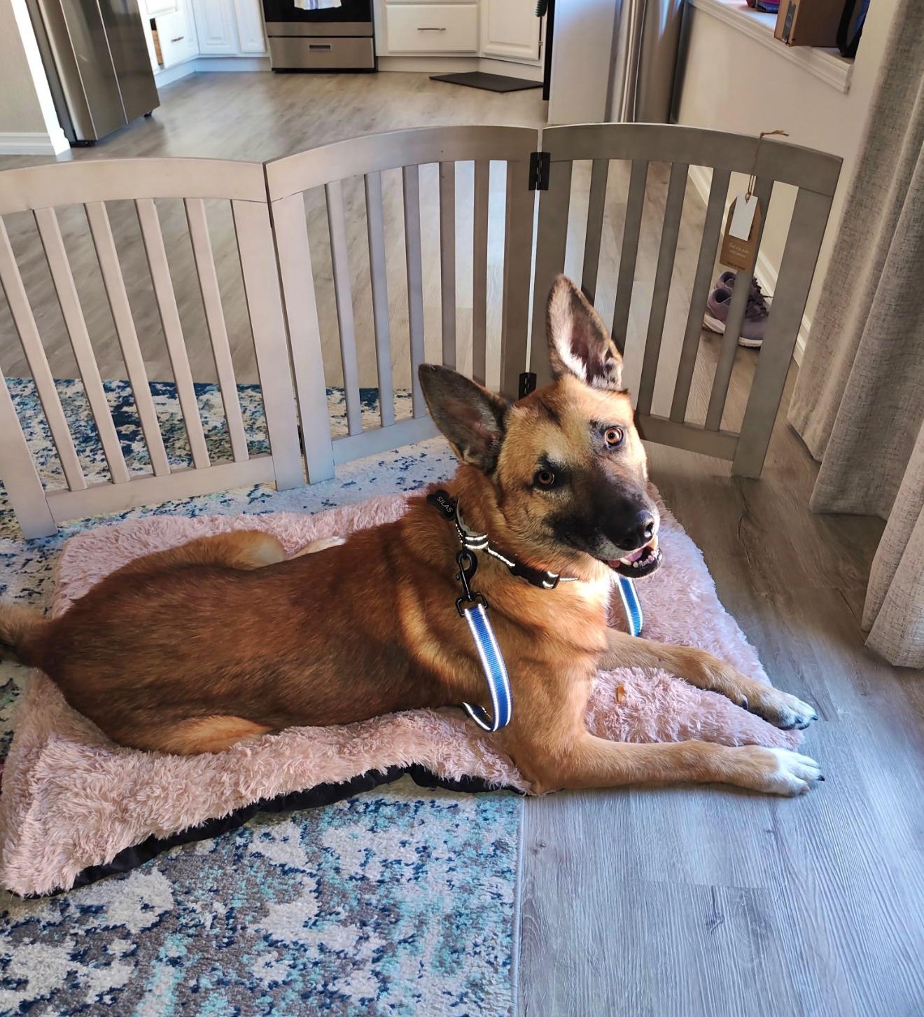 Enlarge Silas, a Adoptable German Shepherd Dog in Olympia, WA image 3/6