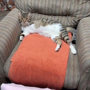 Enlarge Flick, a ADOPTABLE Domestic Short Hair in Roseville, MN image 1/3