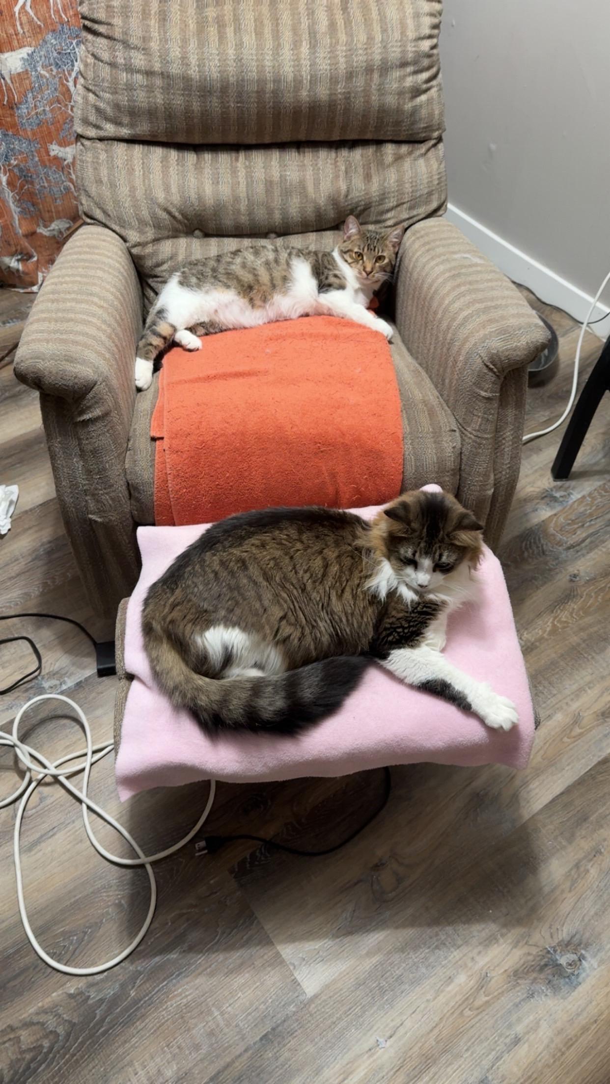 Enlarge Flick, a ADOPTABLE Domestic Short Hair in Roseville, MN image 2/3