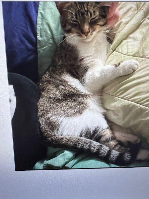 Enlarge Flick, a ADOPTABLE Domestic Short Hair in Roseville, MN image 3/3