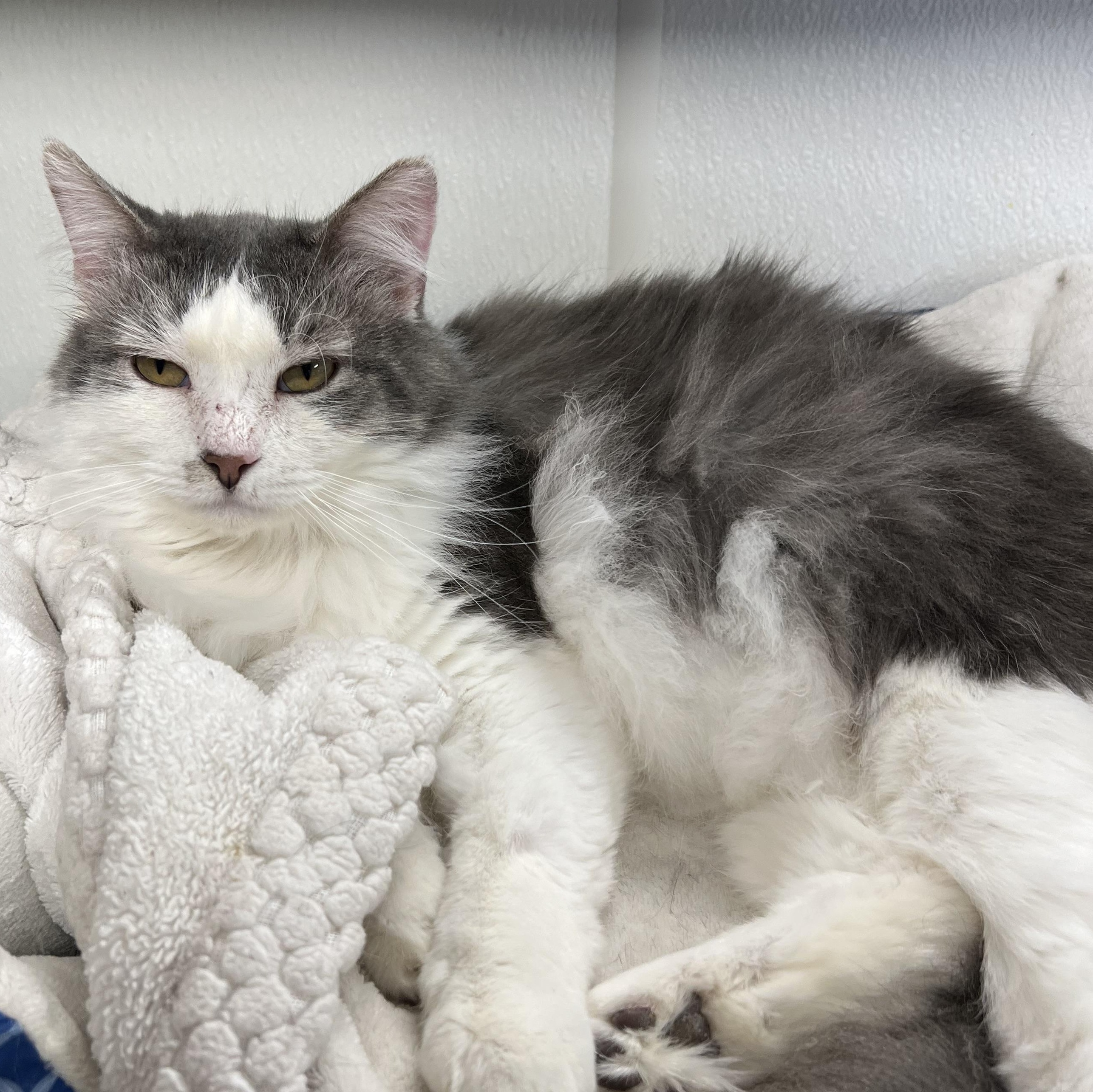 Oliver, Adoptable, Adult Male Domestic Medium Hair.