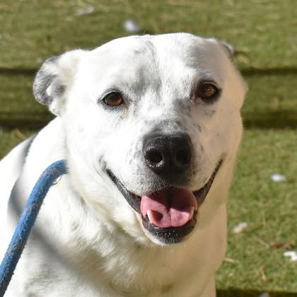 Enlarge Caiman, a ADOPTABLE mixed breed in Flagstaff, AZ image 1/2