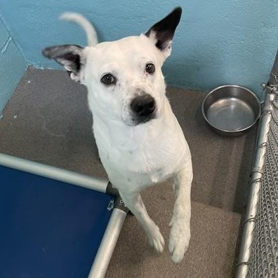 Caiman, ADOPTABLE, Adult Male Australian Shepherd.