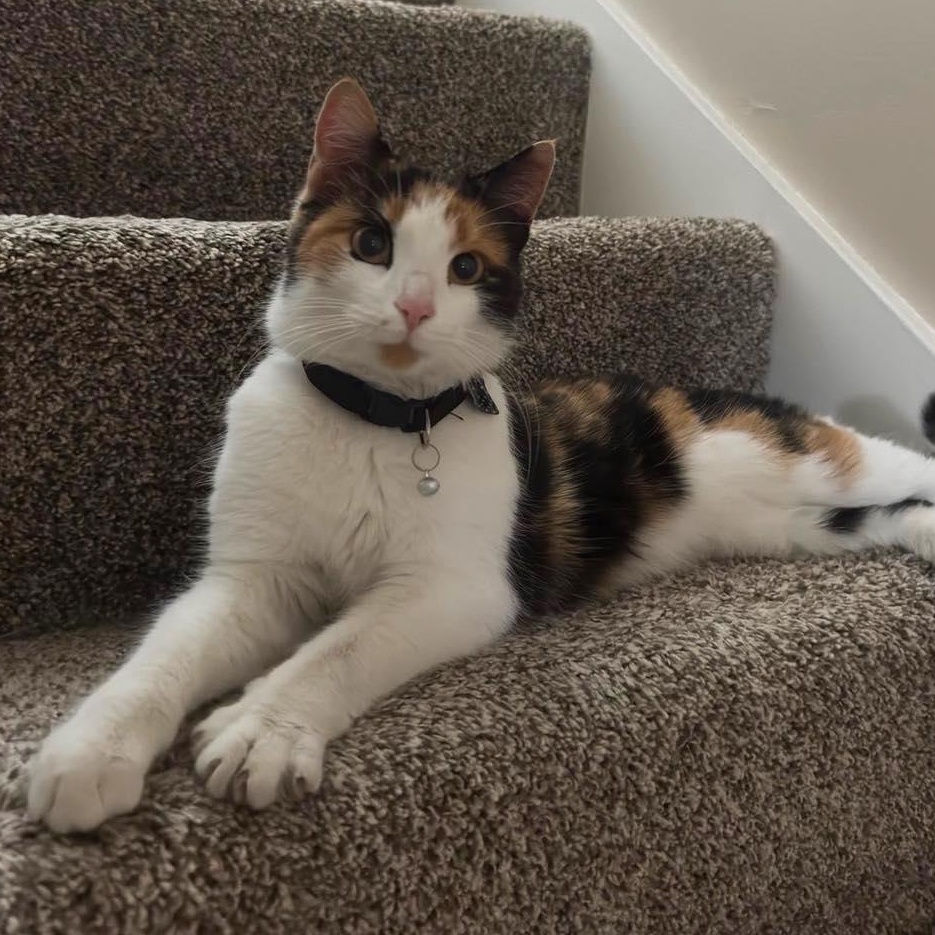 Enlarge Chai, an adopted Domestic Short Hair in LEETONIA, OH image 2/2