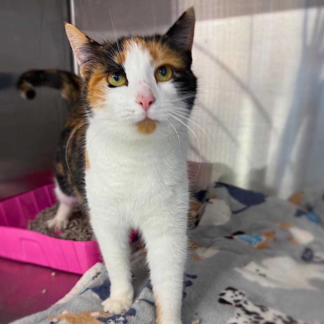 Enlarge Chai, an adopted Domestic Short Hair in LEETONIA, OH image 1/2