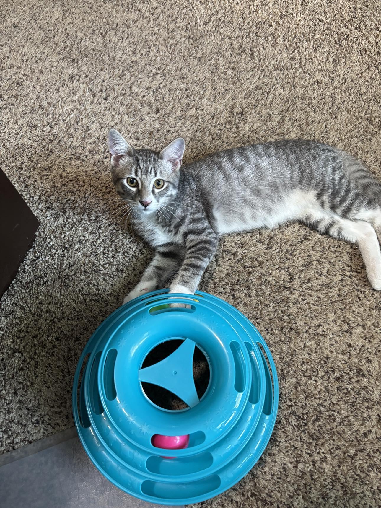 Alfie, a Adoptable American Shorthair in Lancaster, SC image 1/4