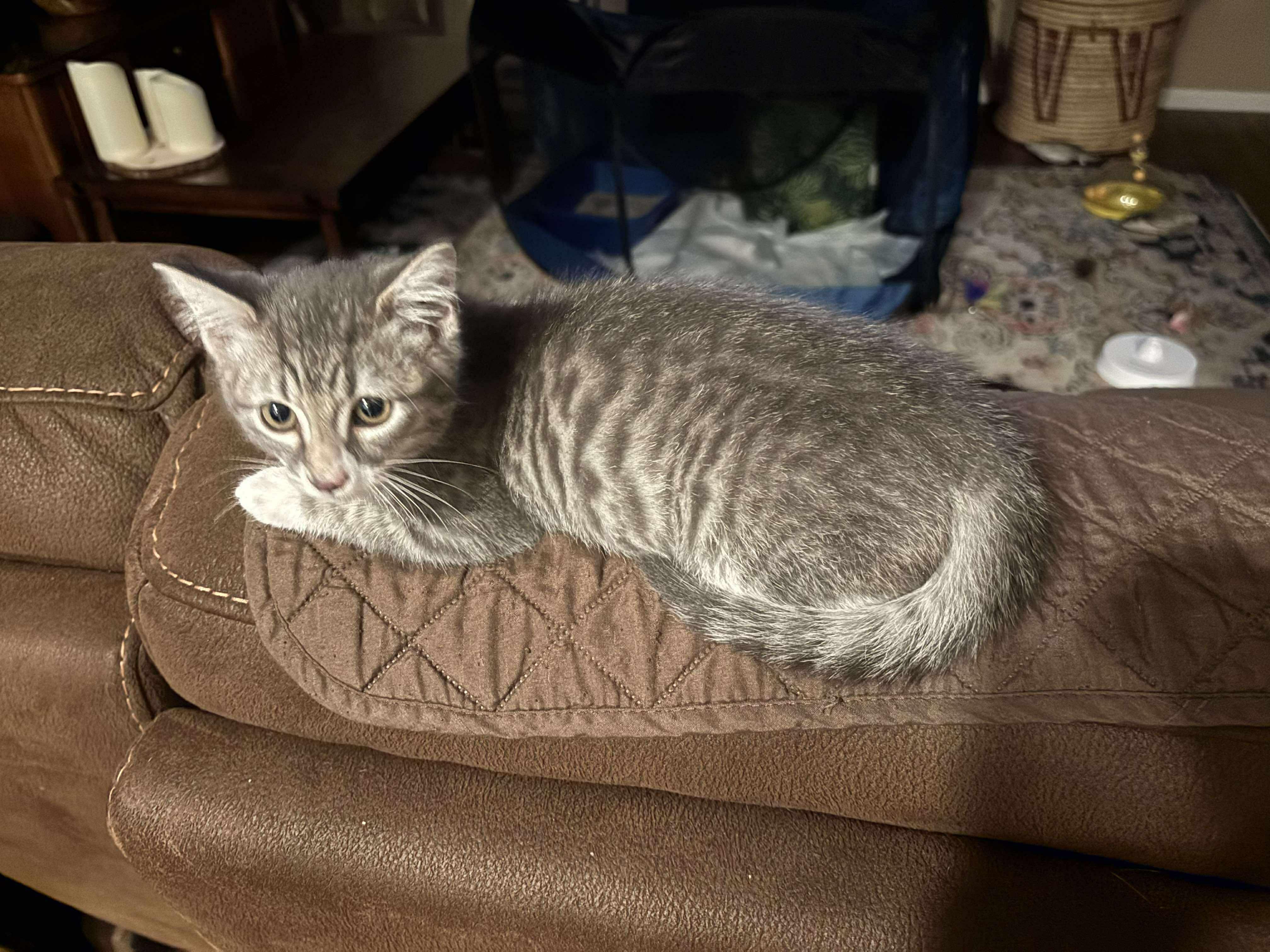 Alfie, a Adoptable American Shorthair in Lancaster, SC image 2/4