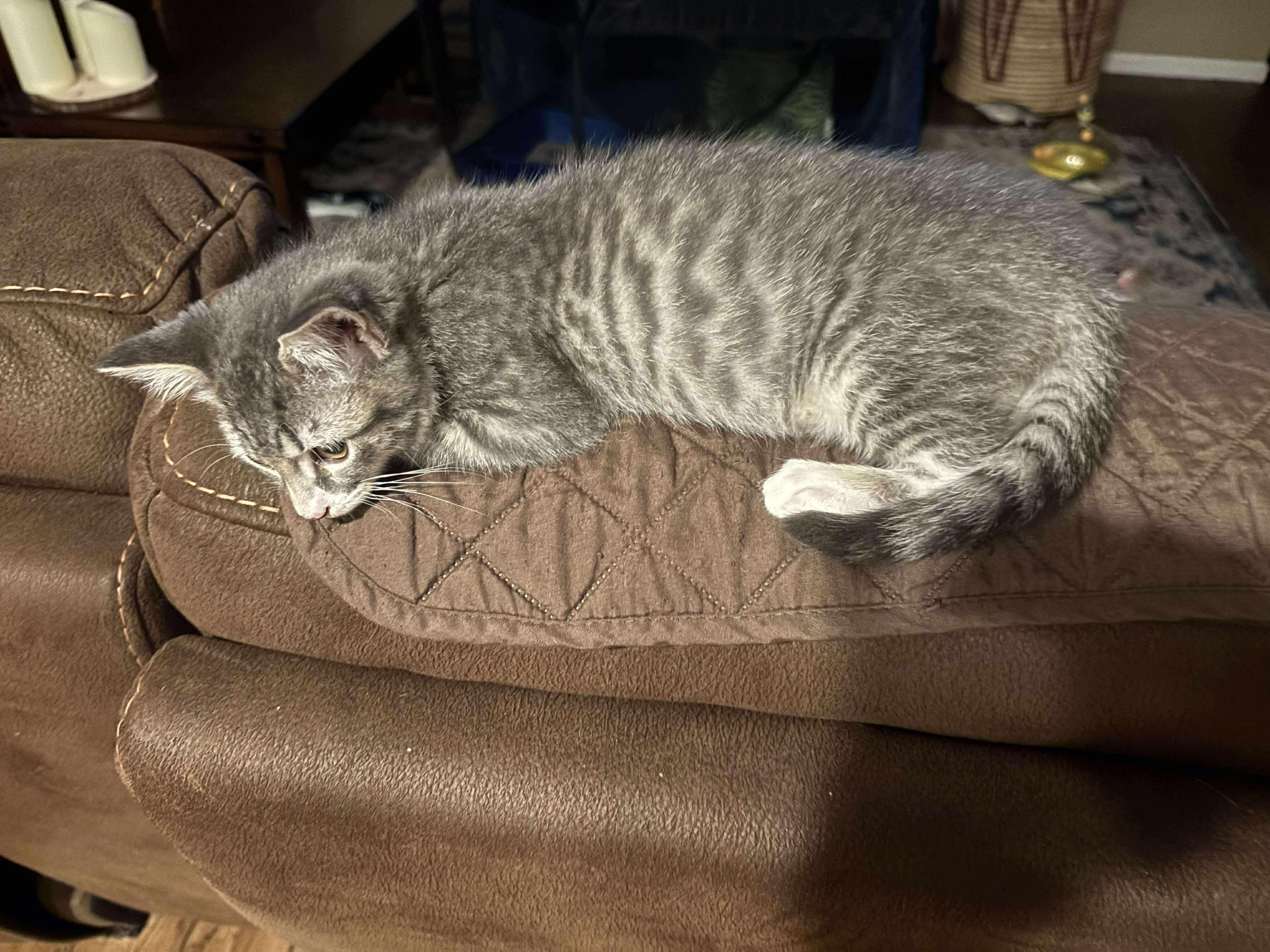 Alfie, a Adoptable American Shorthair in Lancaster, SC image 3/4