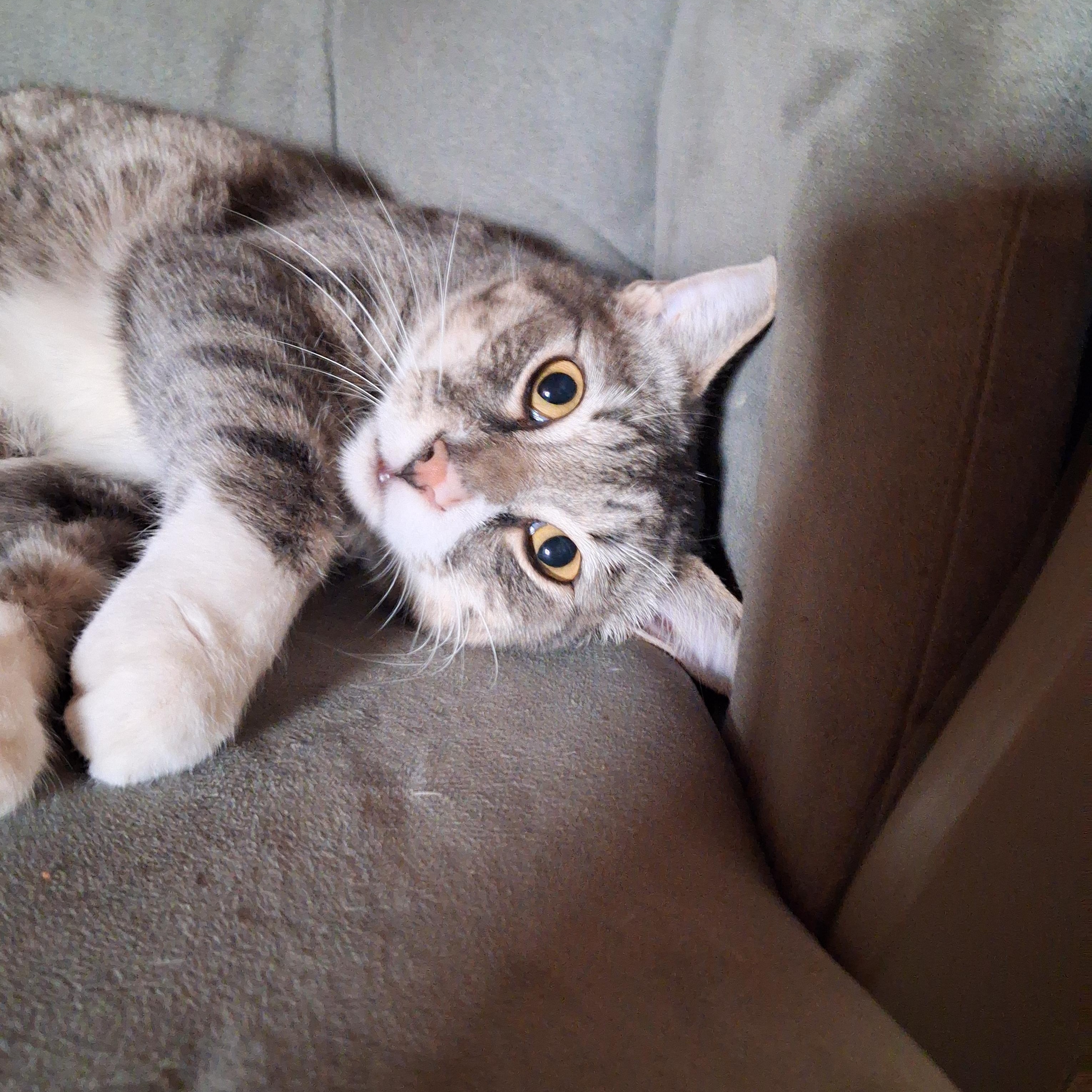 Alfie, Adoptable, Young Male American Shorthair.