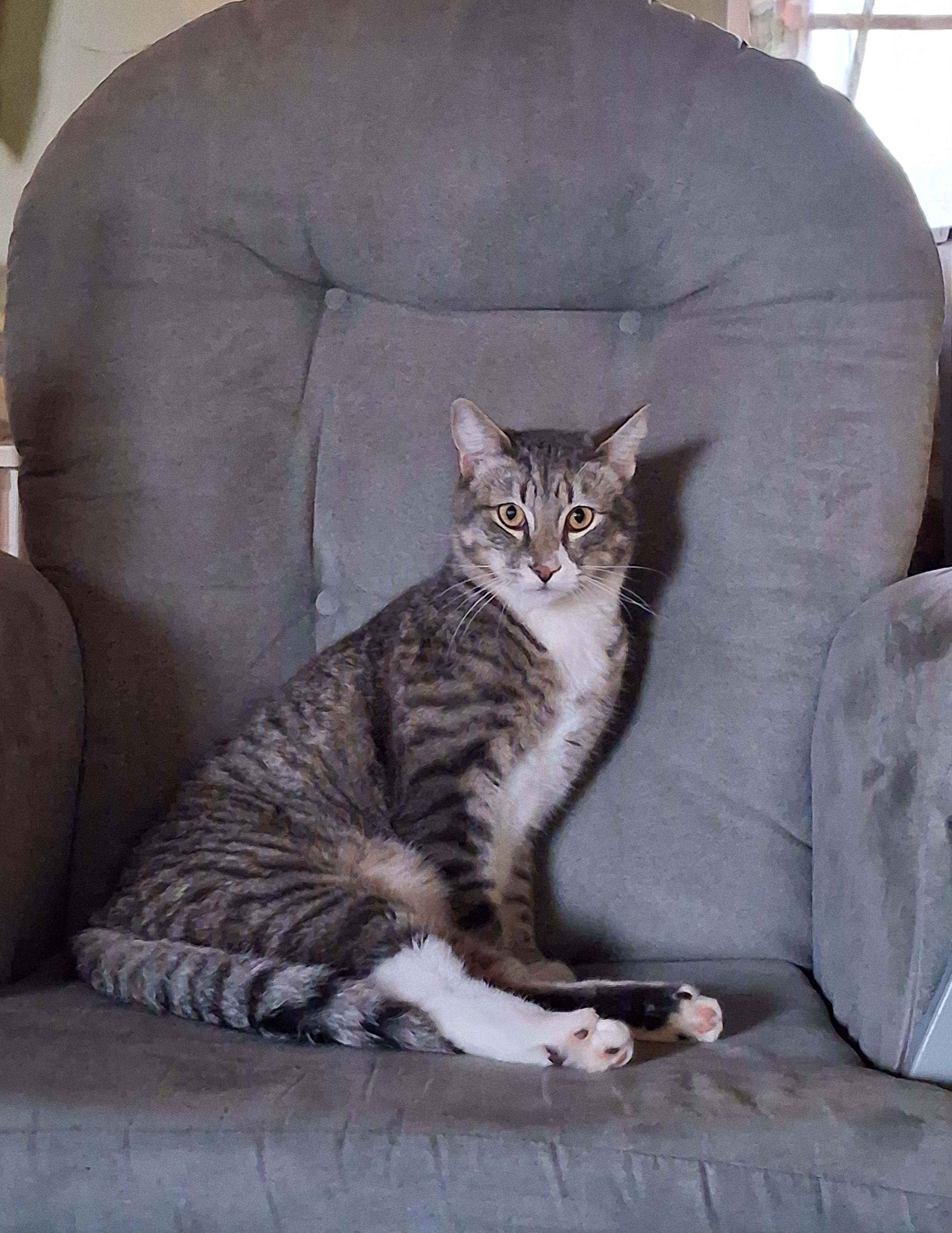 Enlarge Alfie, a Adoptable American Shorthair in Lancaster, SC image 2/6