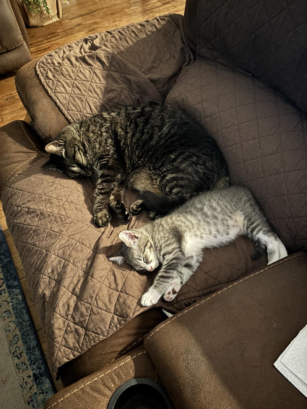 Alfie, a Adoptable American Shorthair in Lancaster, SC image 4/4