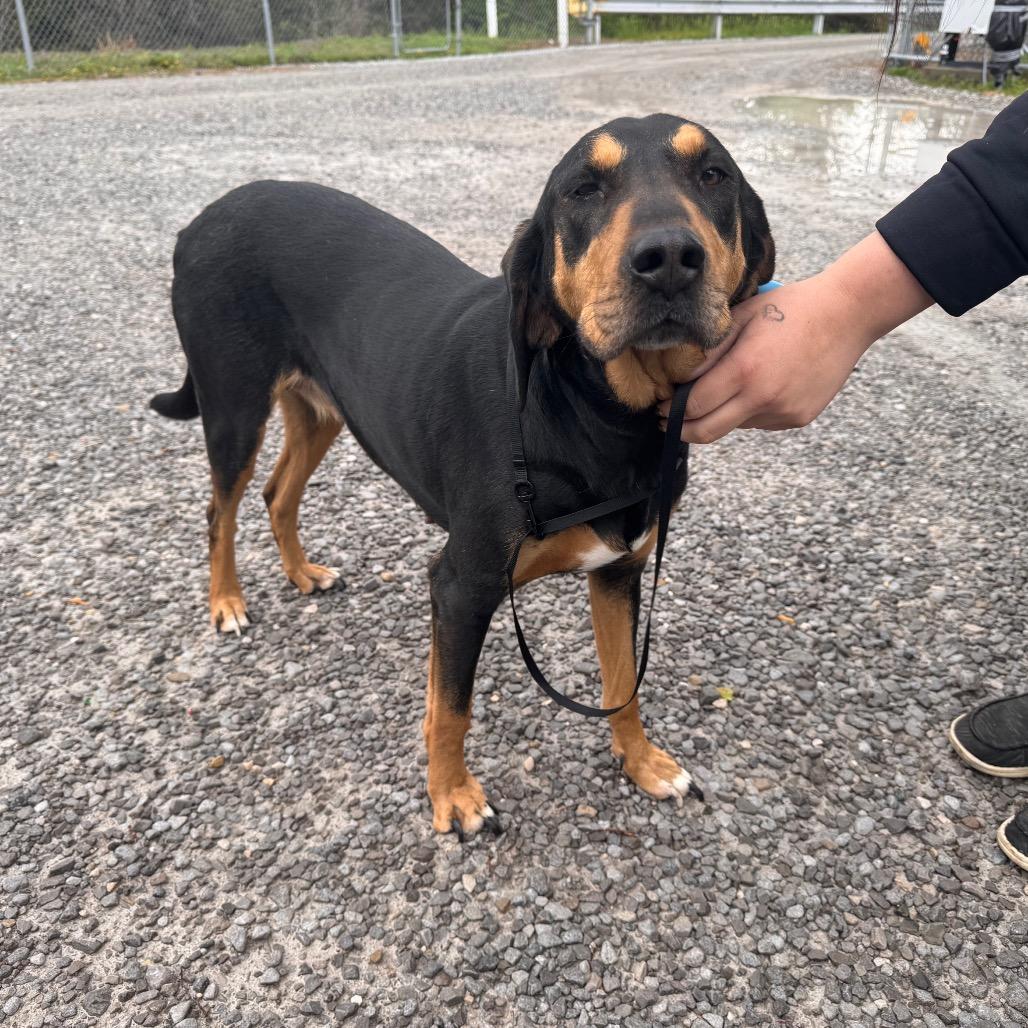 River (Stella Bella), Adoptable, Adult Female Black and Tan Coonhound & Black and Tan Coonhound.