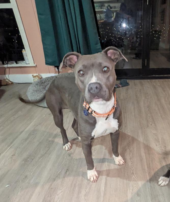 Lucy Gray, Adoptable, Adult Female Pit Bull Terrier & Mixed Breed.