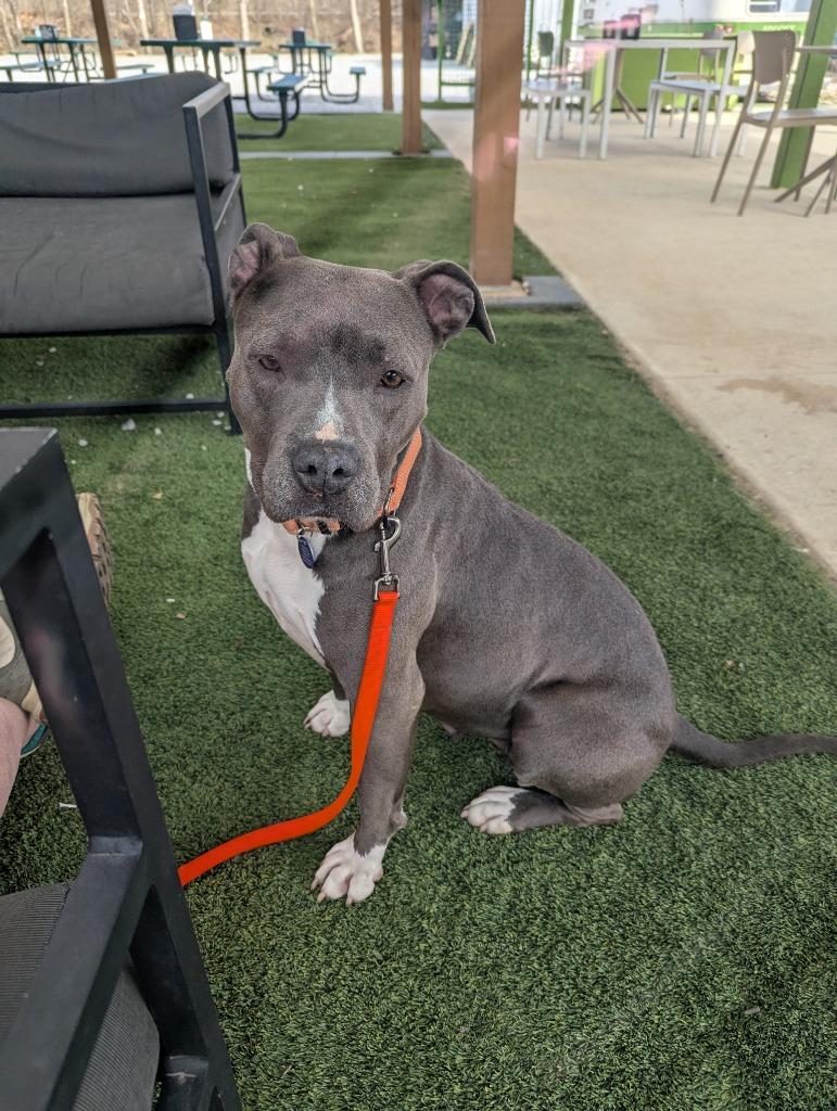 Enlarge Lucy Gray, a Adoptable mixed breed in Fayetteville, AR image 2/6