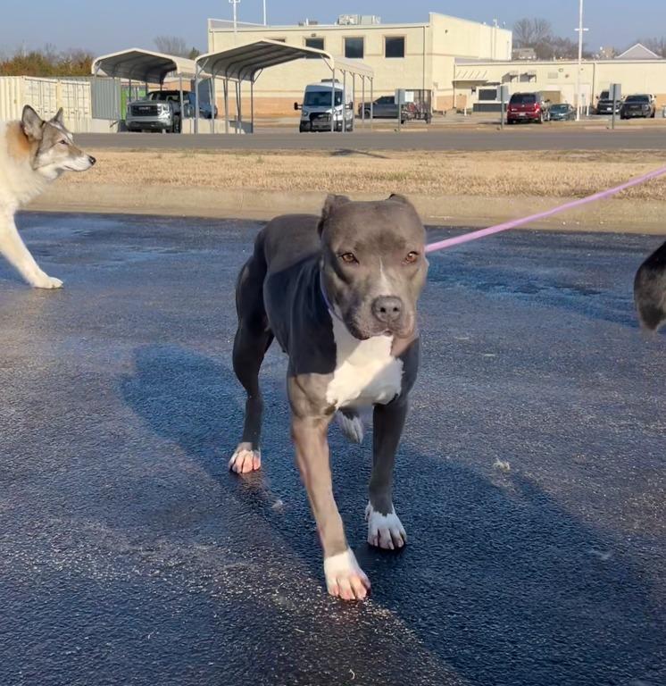 Enlarge Lucy Gray, a Adoptable mixed breed in Fayetteville, AR image 3/6