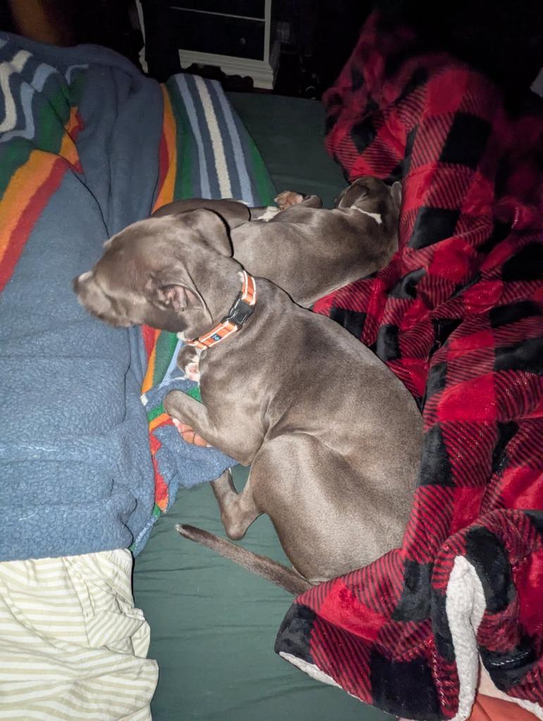 Enlarge Lucy Gray, a Adoptable mixed breed in Fayetteville, AR image 4/6