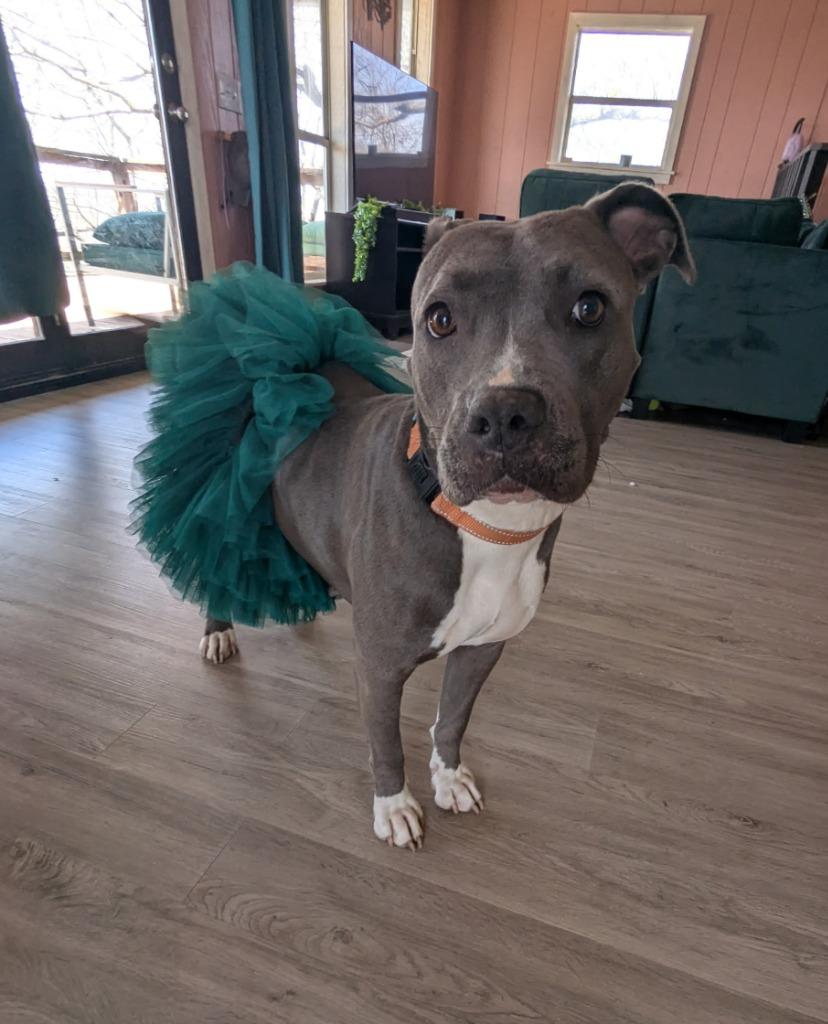 Enlarge Lucy Gray, a Adoptable mixed breed in Fayetteville, AR image 4/6