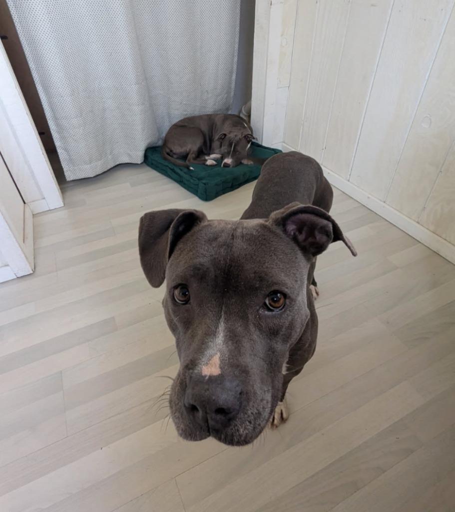 Enlarge Lucy Gray, a Adoptable mixed breed in Fayetteville, AR image 6/6