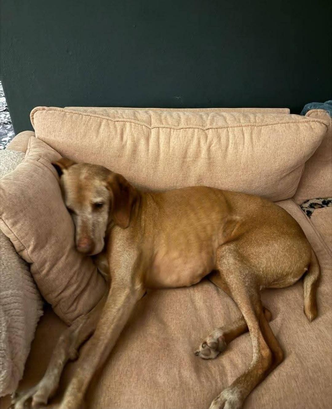 Enlarge Toro, a ADOPTABLE Vizsla in Fort Collins, CO image 3/4