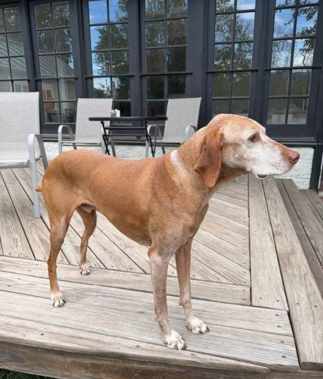 Enlarge Toro, a ADOPTABLE Vizsla in Fort Collins, CO image 2/4