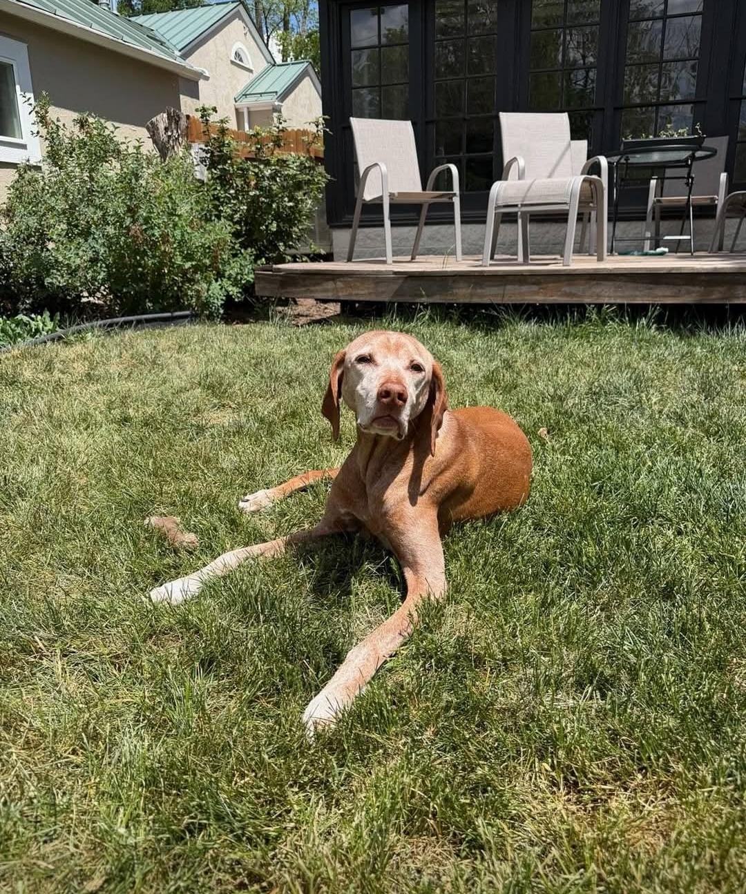 Enlarge Toro, a ADOPTABLE Vizsla in Fort Collins, CO image 4/4