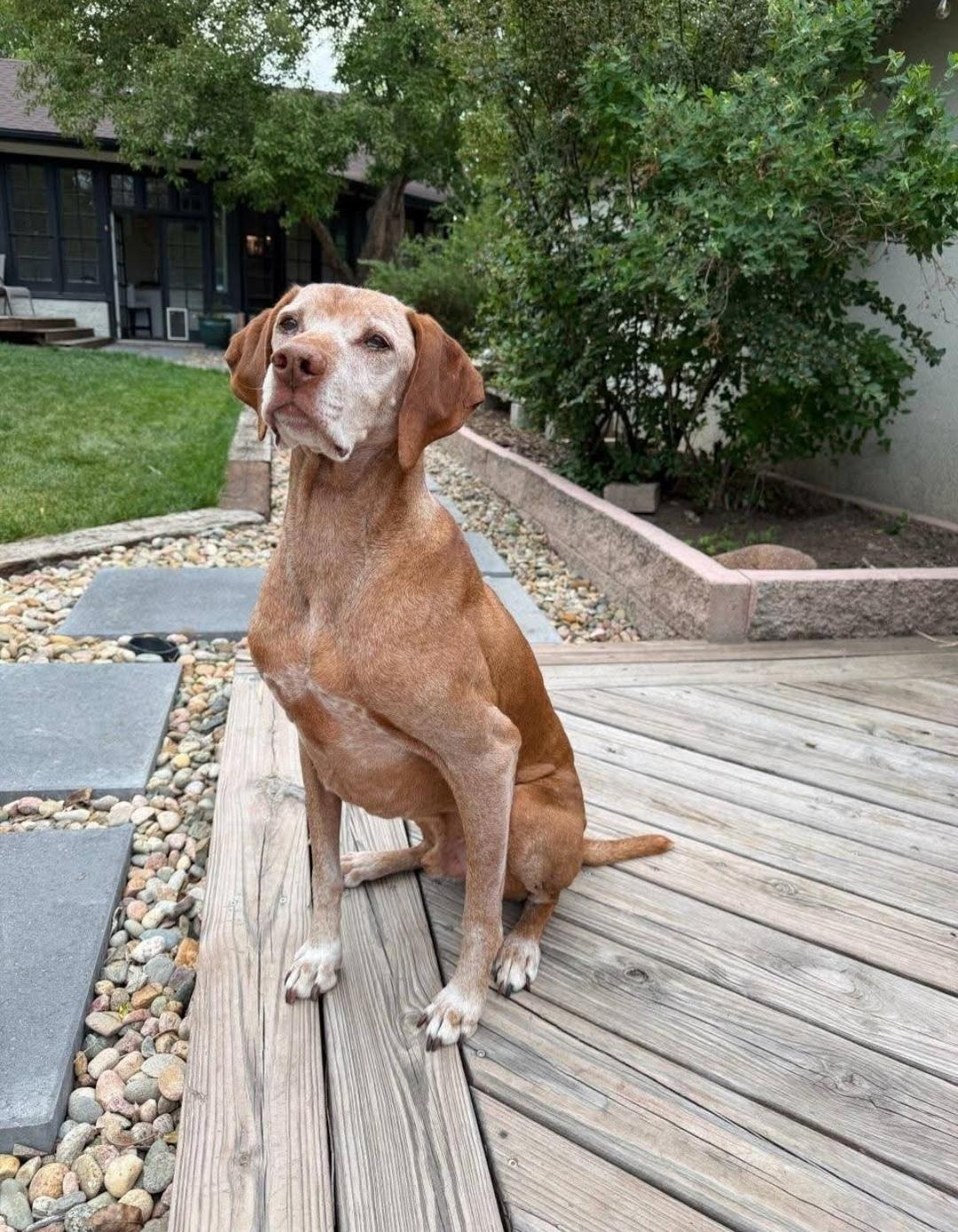 Toro, ADOPTABLE, Senior Male Vizsla.