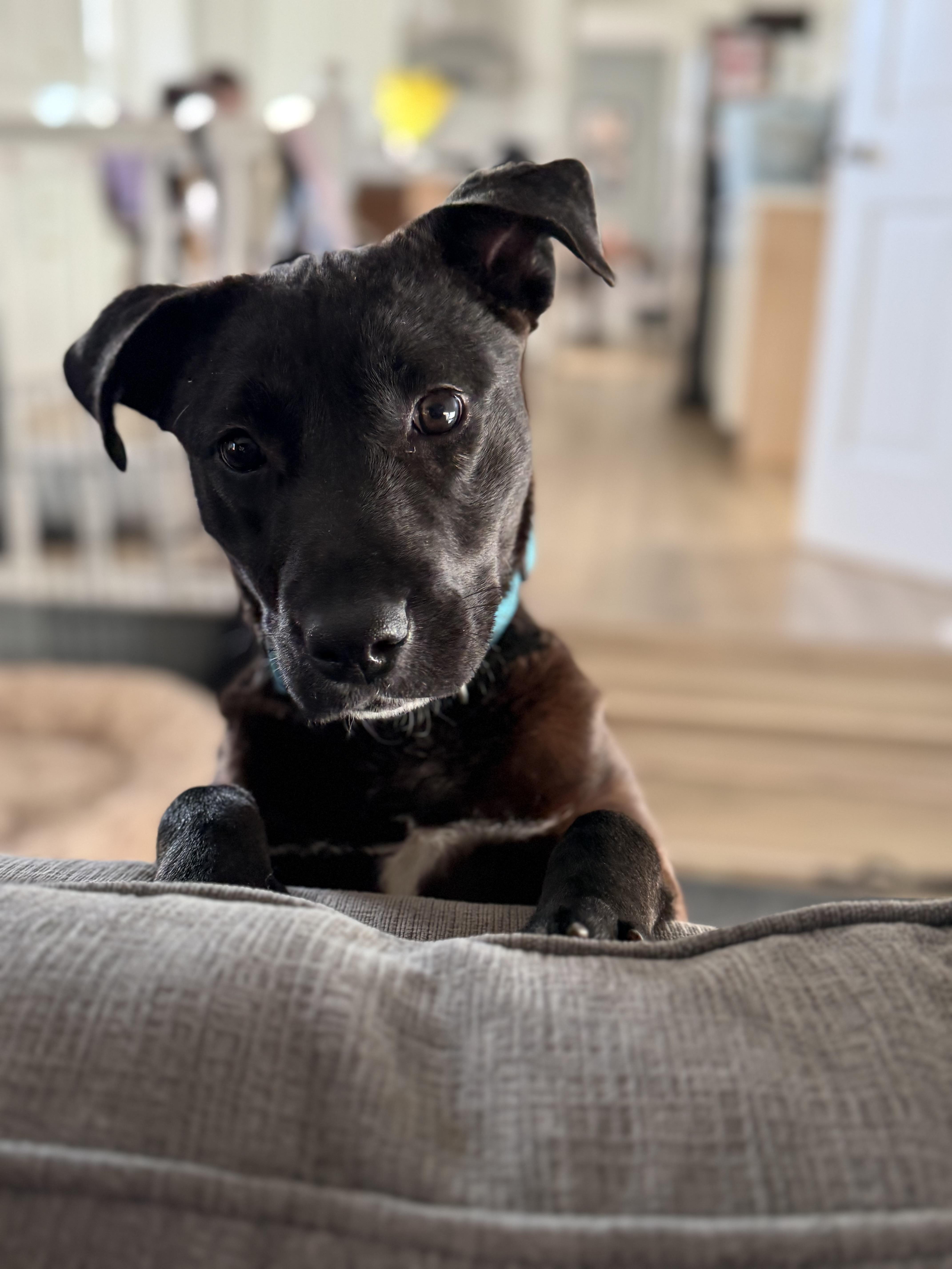 Mocha, an adoptable mixed breed in Oswego, IL image 2/5