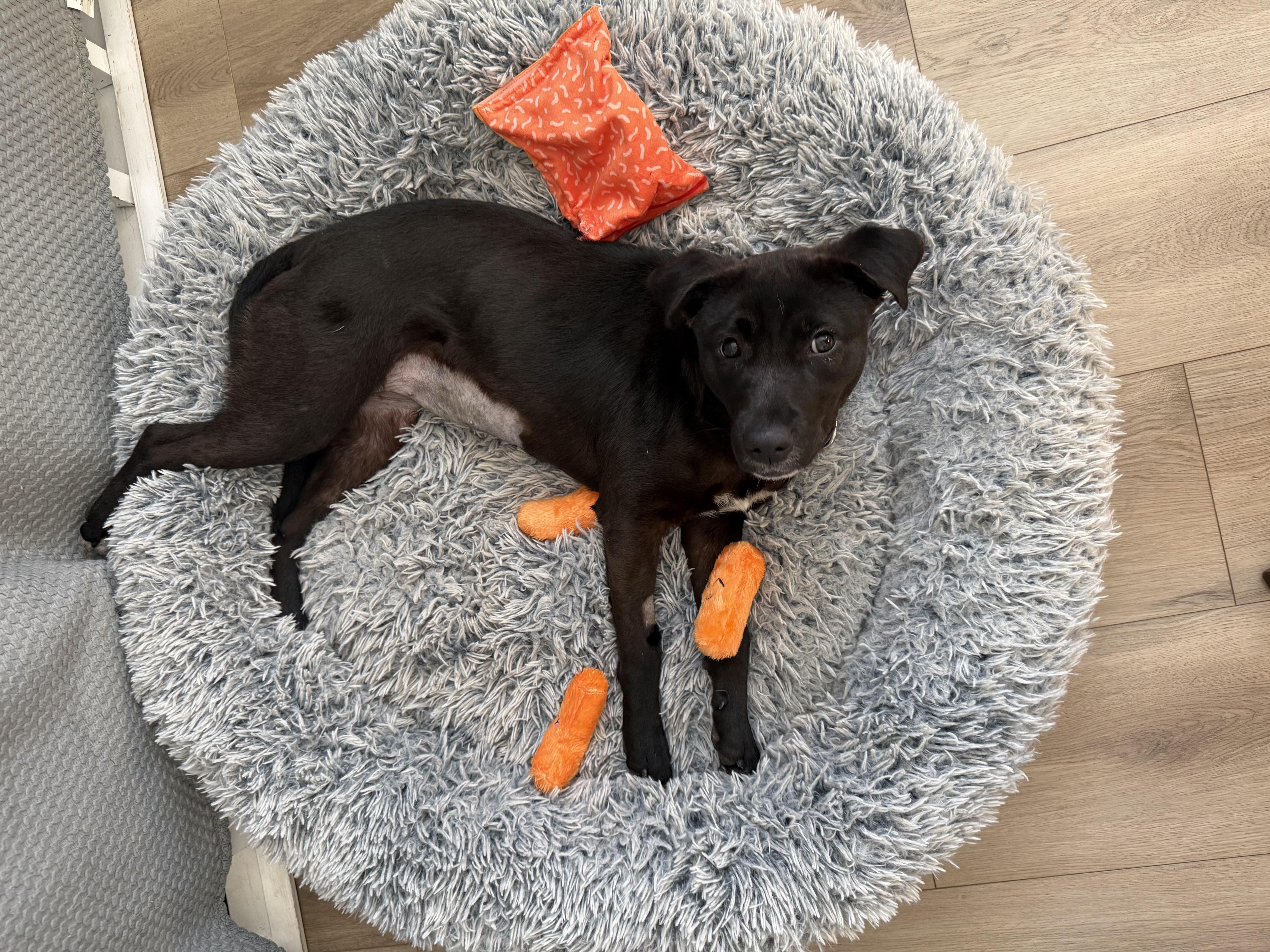 Mocha, an adoptable mixed breed in Oswego, IL image 3/5