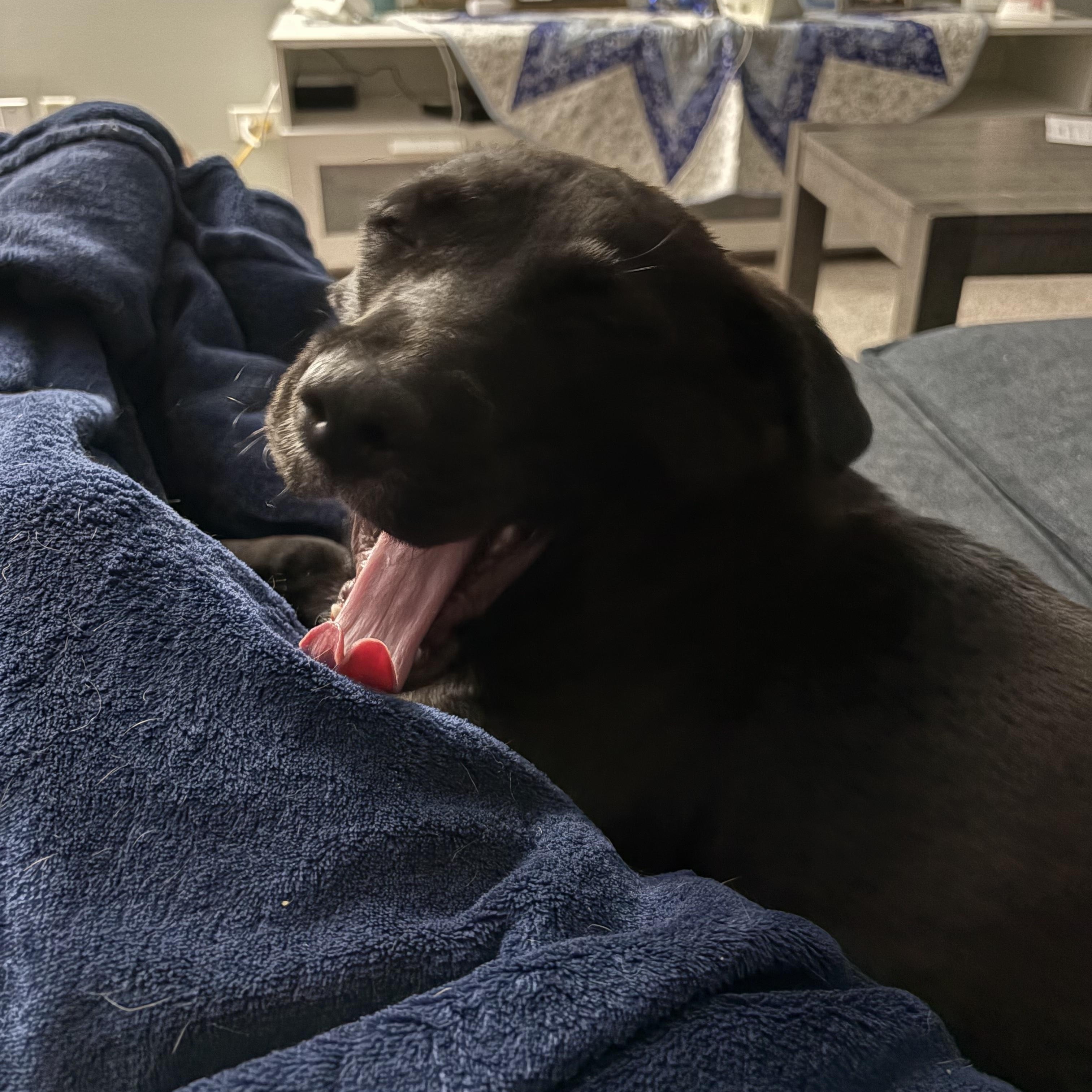 Mocha, an adoptable mixed breed in Oswego, IL image 5/5