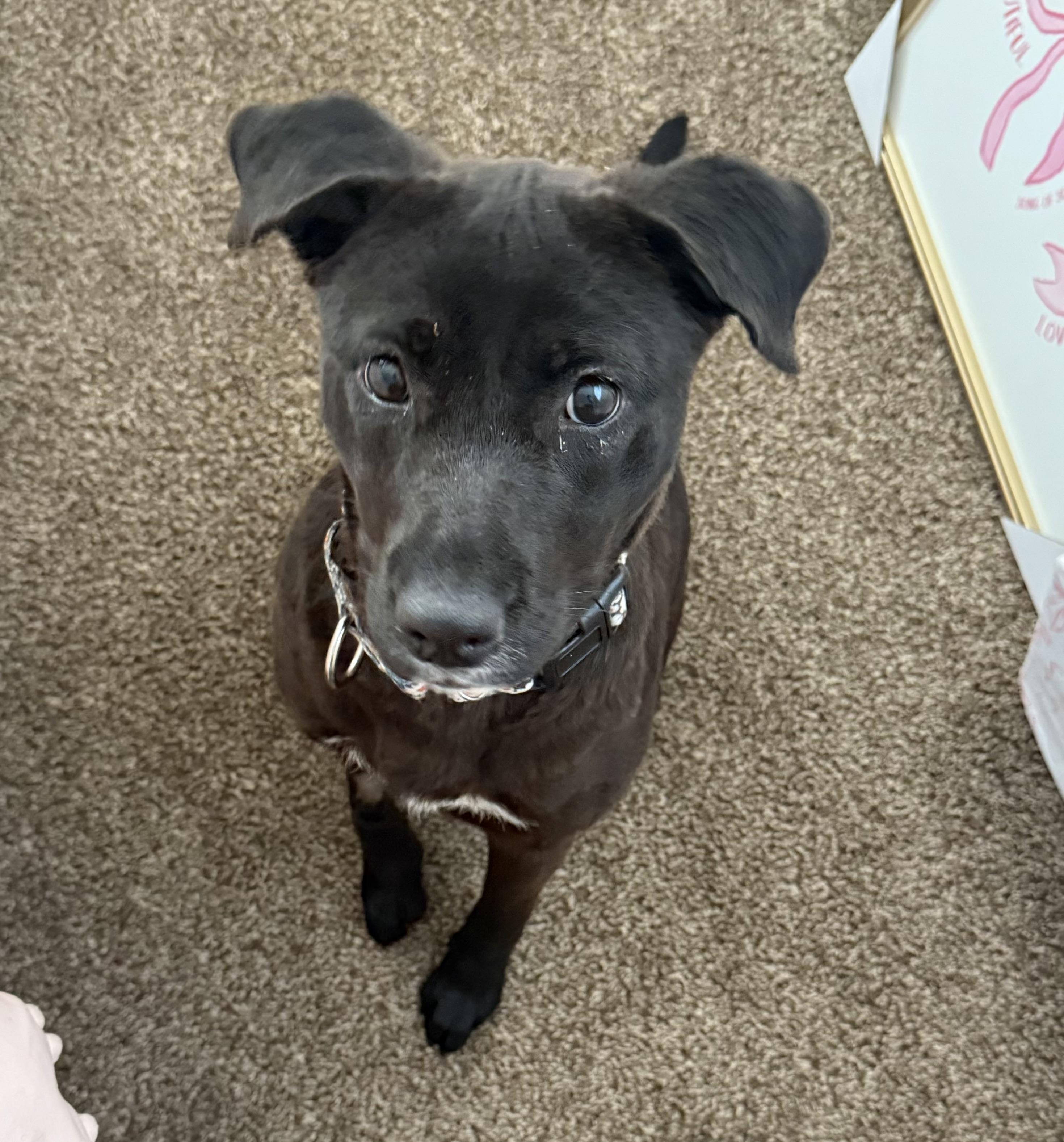 Mocha, an adoptable mixed breed in Oswego, IL image 1/5