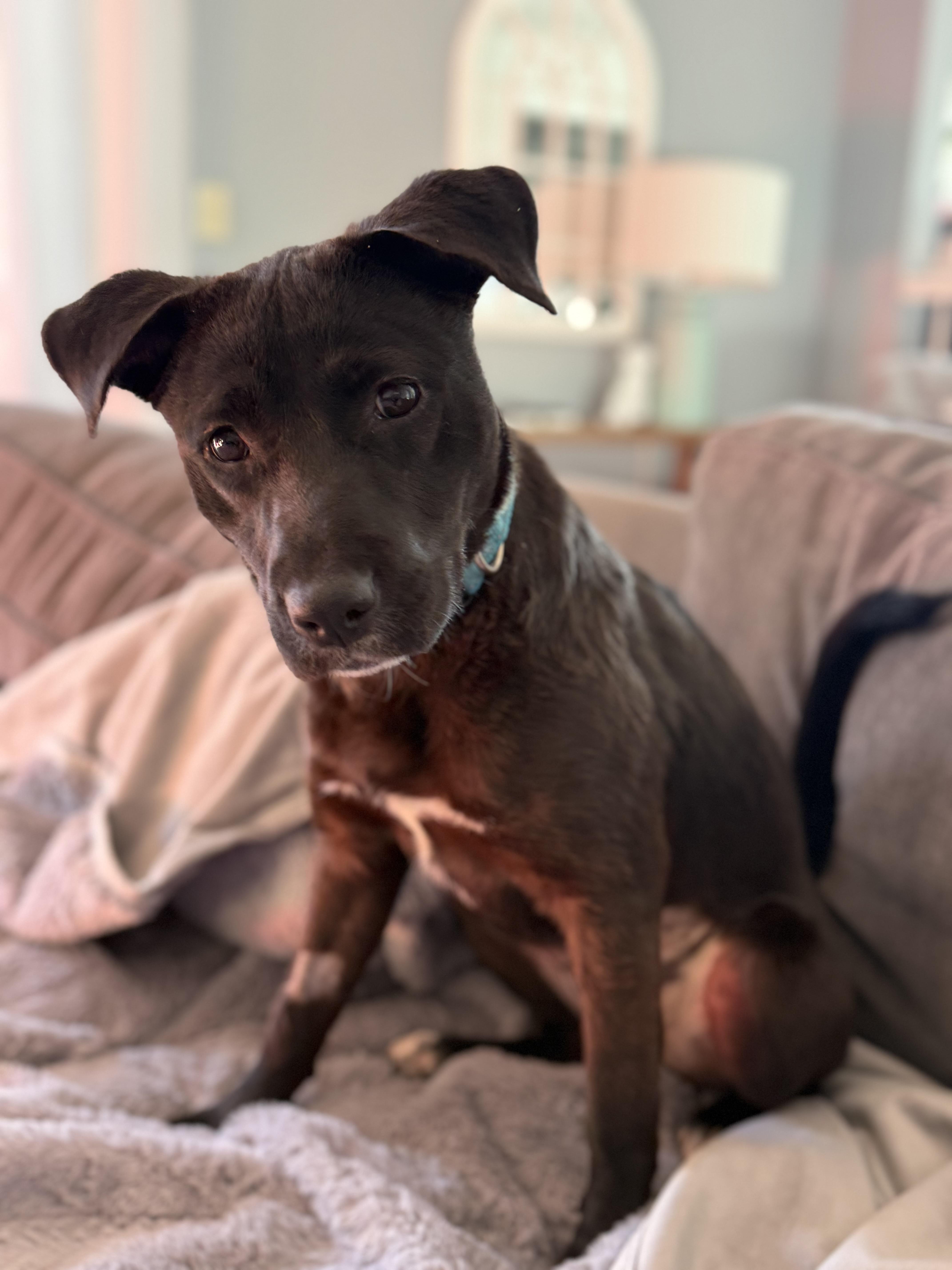 Mocha, an adoptable mixed breed in Oswego, IL image 5/5