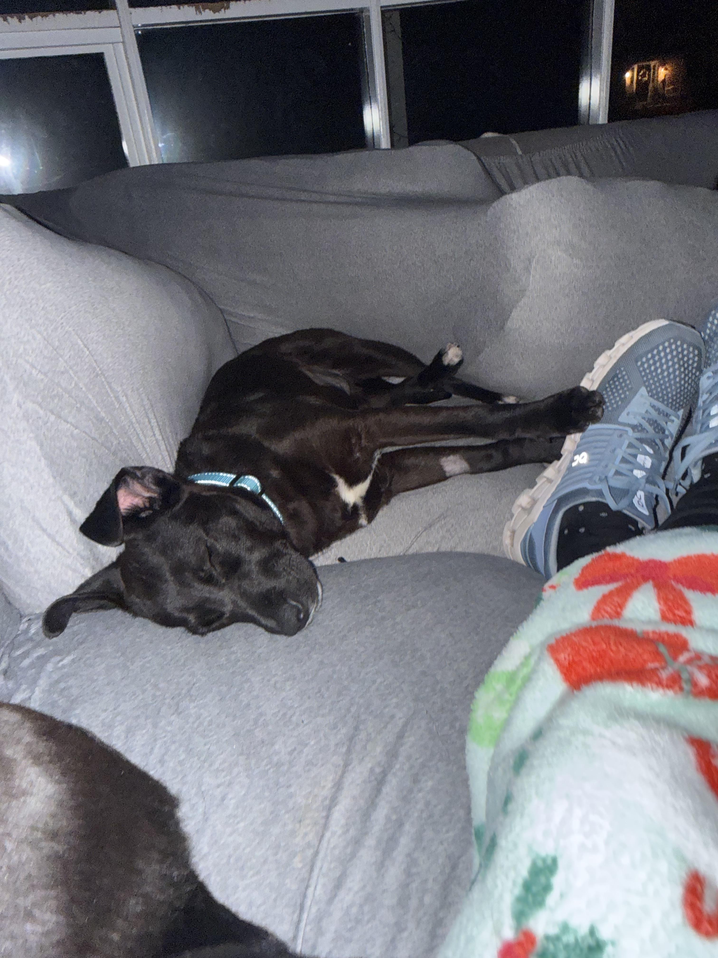 Mocha, an adoptable mixed breed in Oswego, IL image 4/5