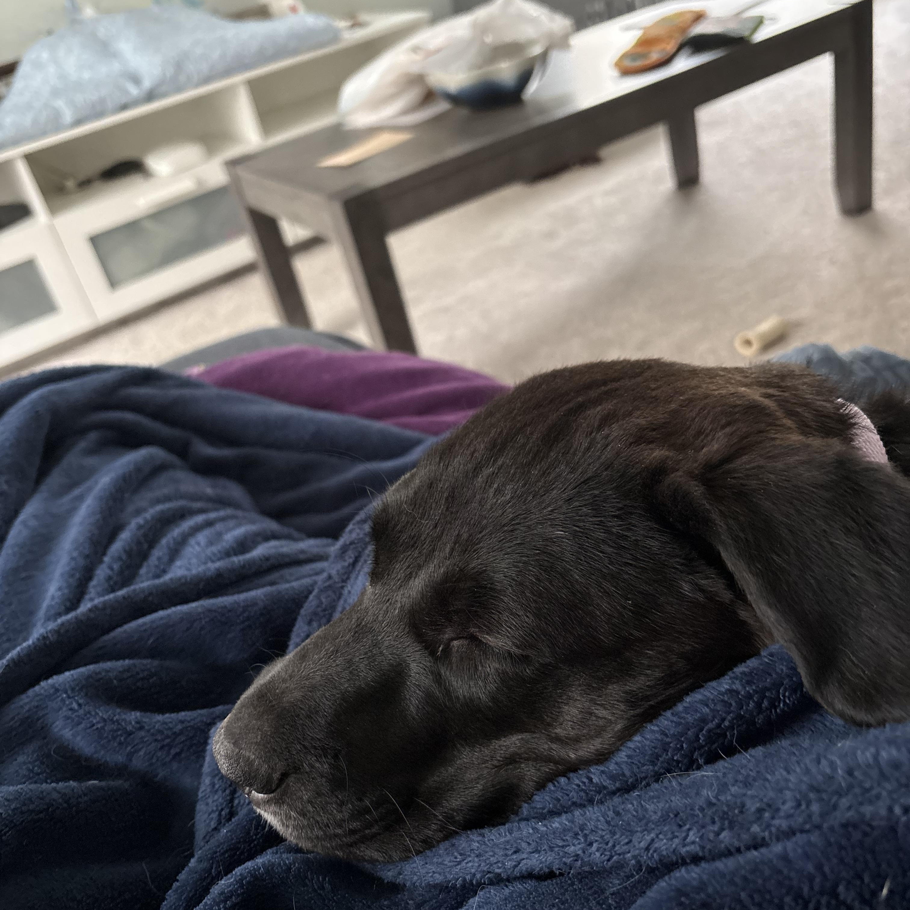 Mocha, an adoptable mixed breed in Oswego, IL image 4/5