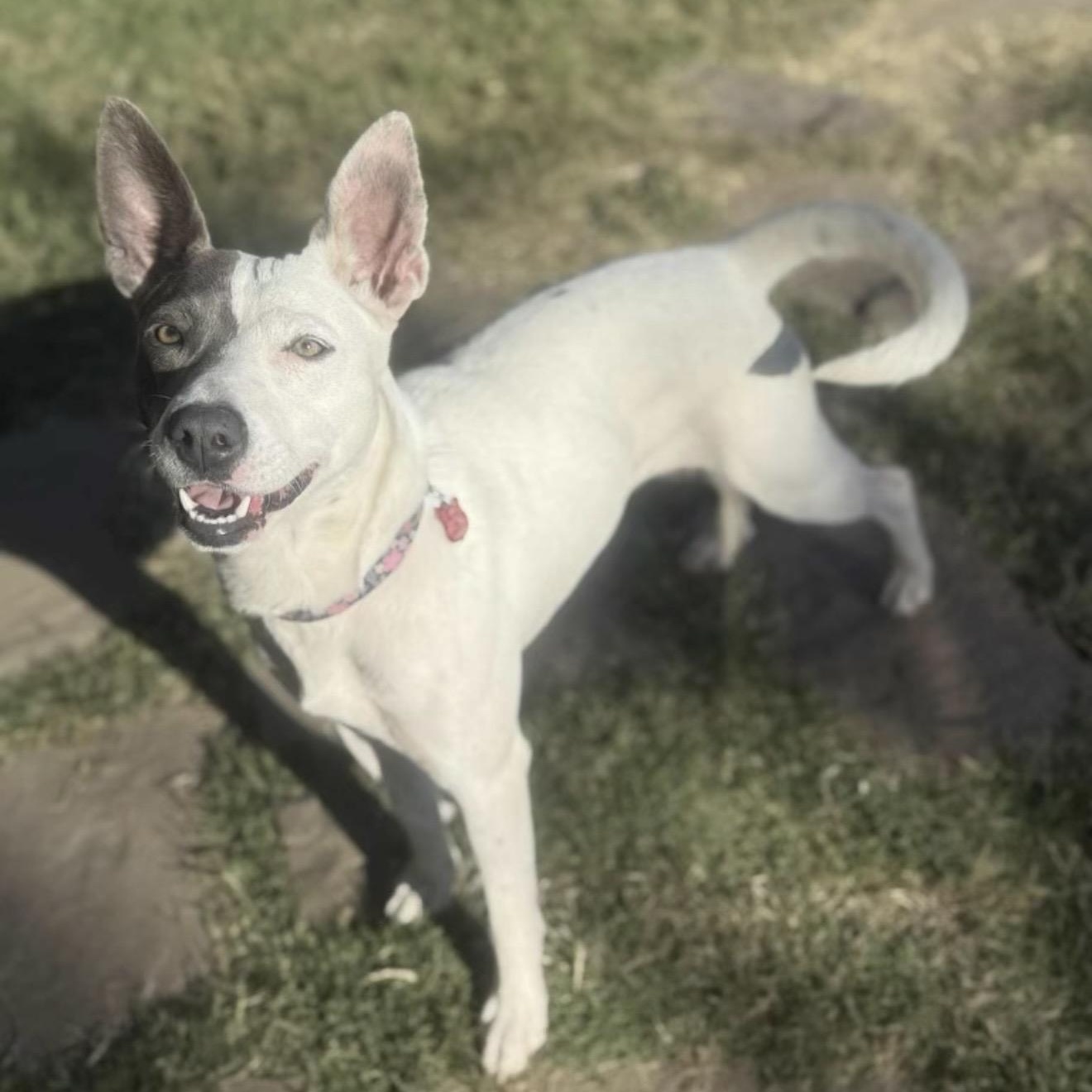 Enlarge Lilly , an adopted mixed breed in Pelham, NH image 3/6